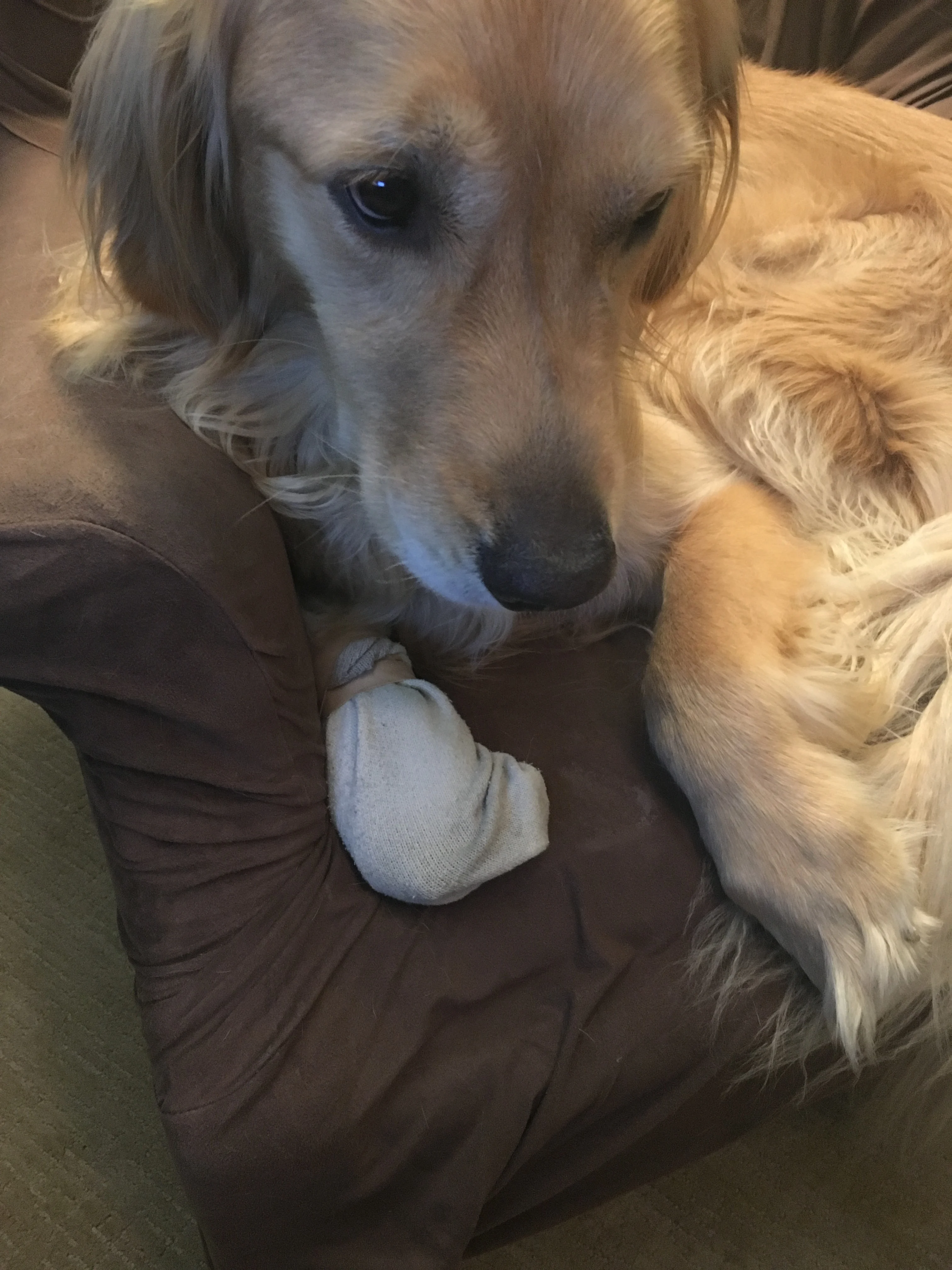 Newton the golden retriever is laying very squished and curled up in an arm chair. One of his front paws is wrapped up in a sock becuase he has a small injury.