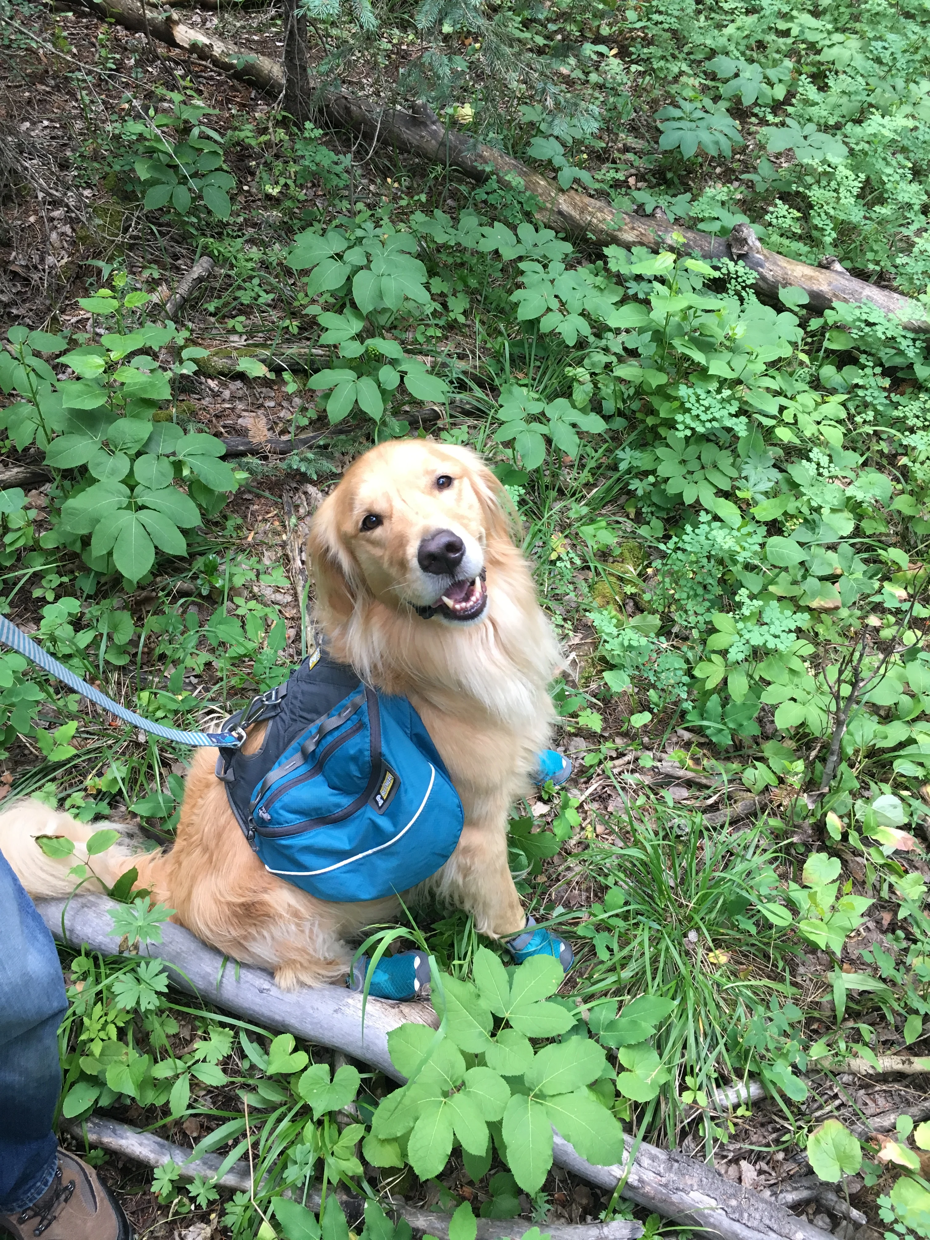 Newton the golden retriever looking very excited to be outside on a bright sunny day. He's ready for a day hike and is wearing his backpack and his boots.
