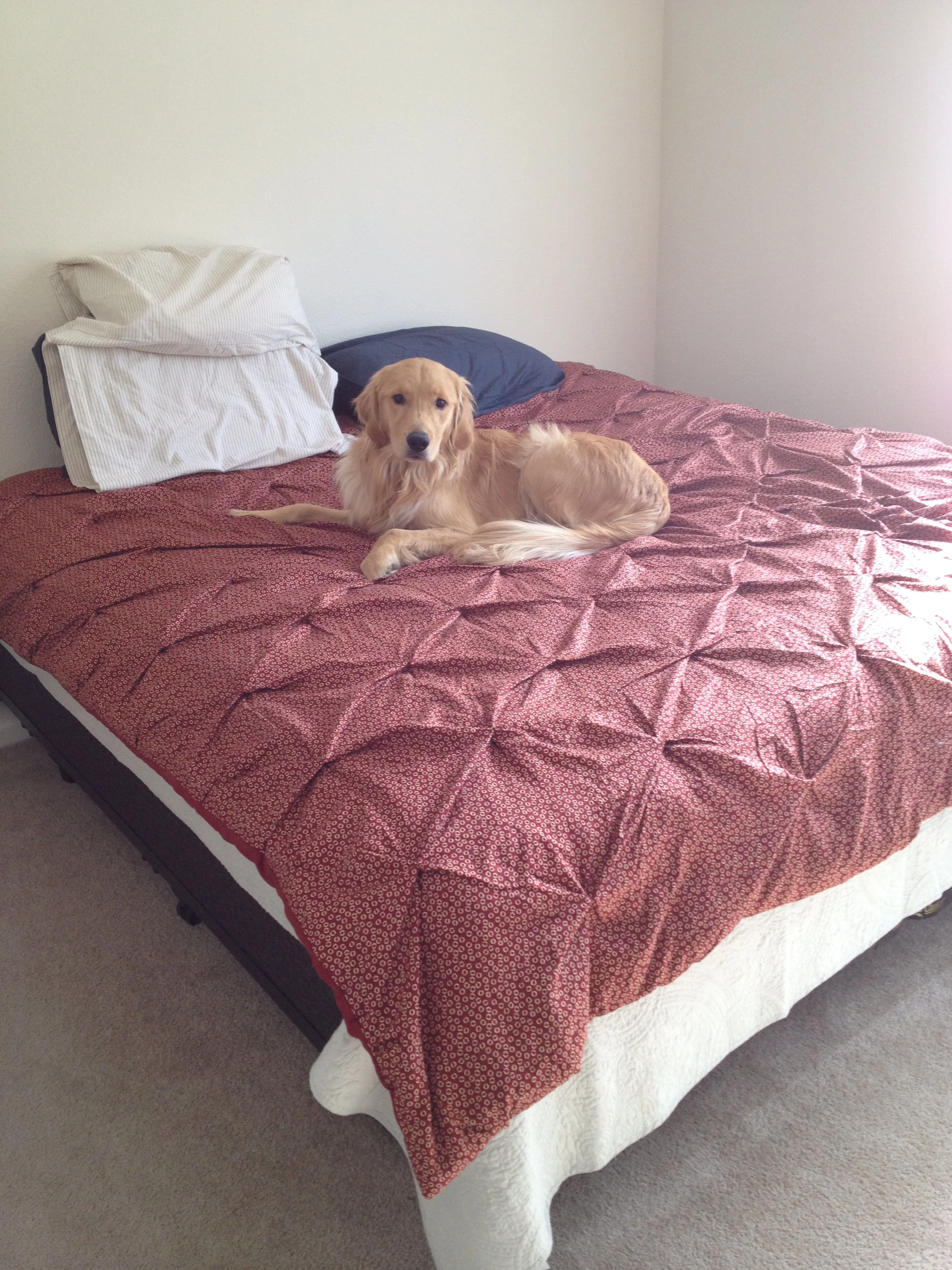 Newton the golden retriever is laying primly on the freshly made bed on a warm morning. He looks like he's just waiting to play once he's called off the bed.