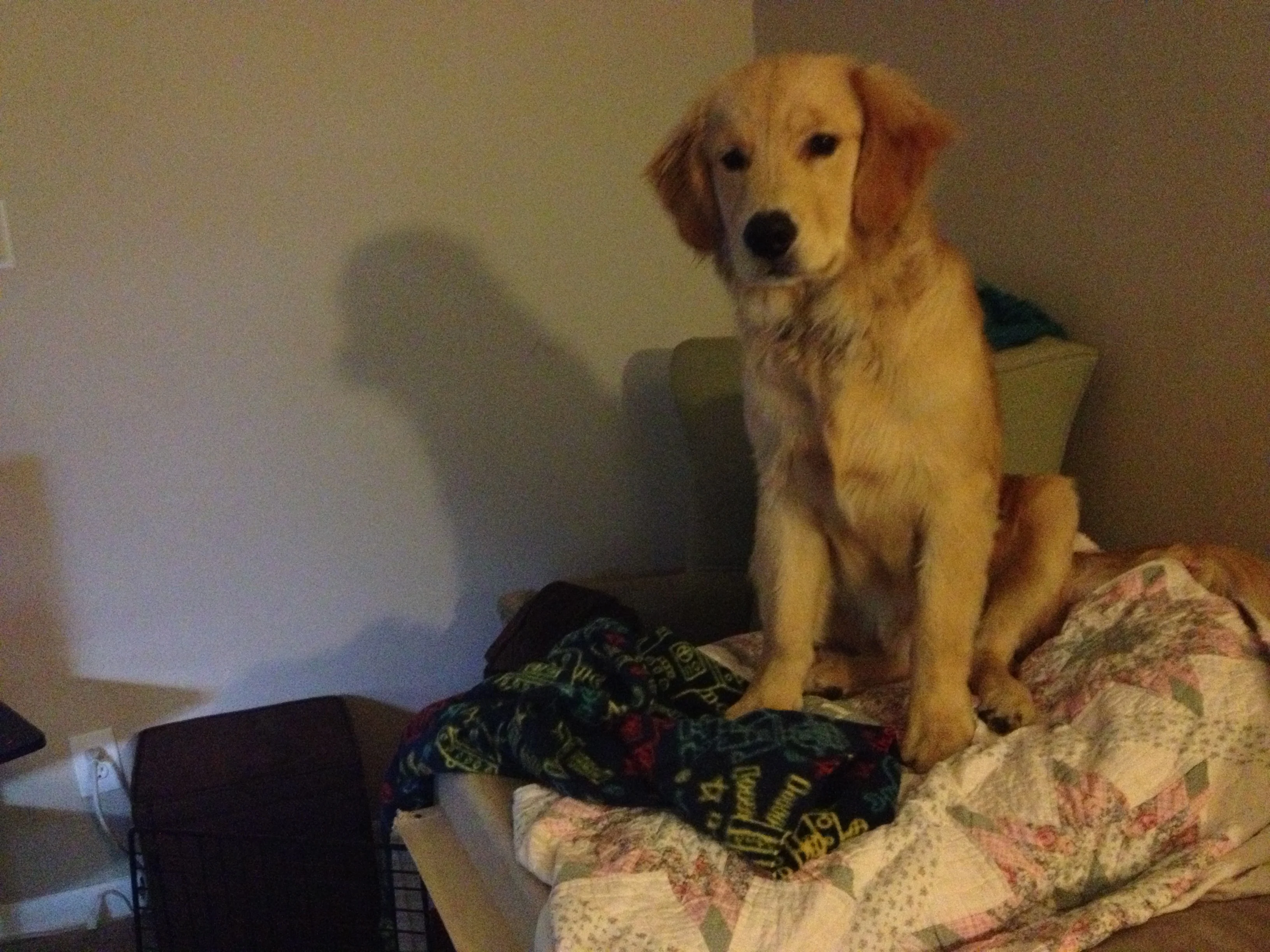Newton the adolescent golden retriever sitting on his bottom on top of his large sized dog crate. He looks mischievously towards the camera.