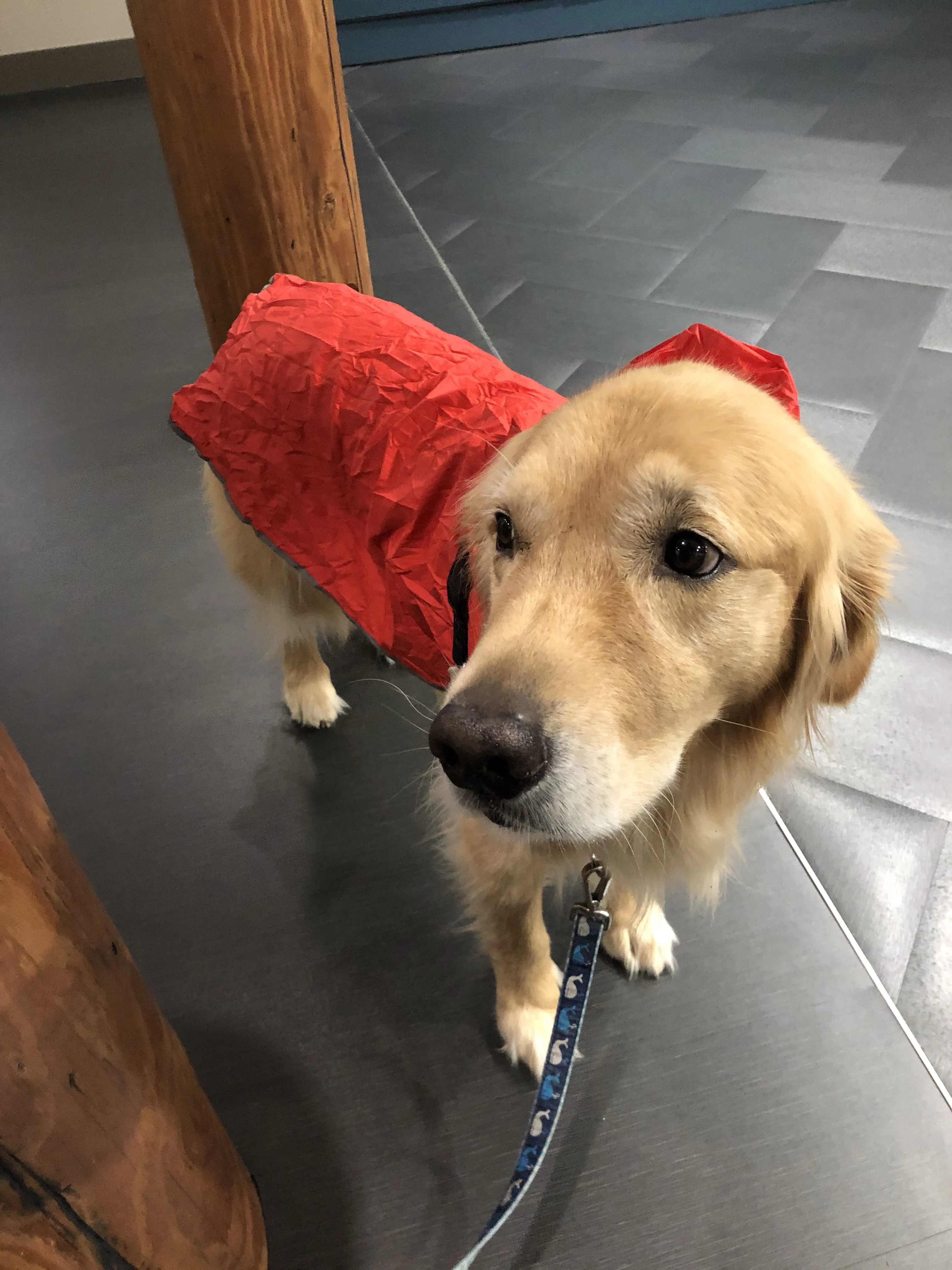 Newton the golden retriever standing in the lobby of an apartment building and wearing a red rain coat because he is about to go for a walk in the rain.