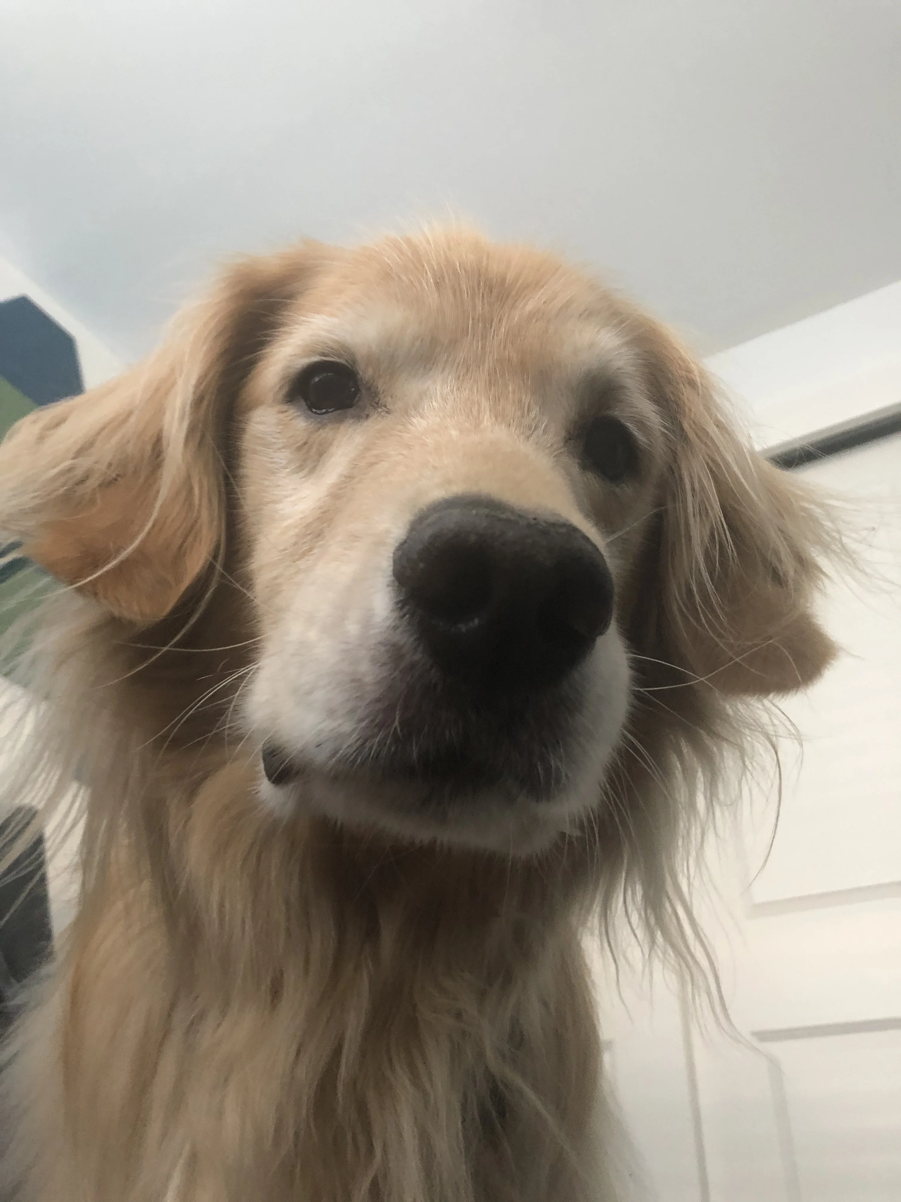 Newton the golden retriever sitting very close to the camera and looking intently, probably because he is hungry for dinner.
