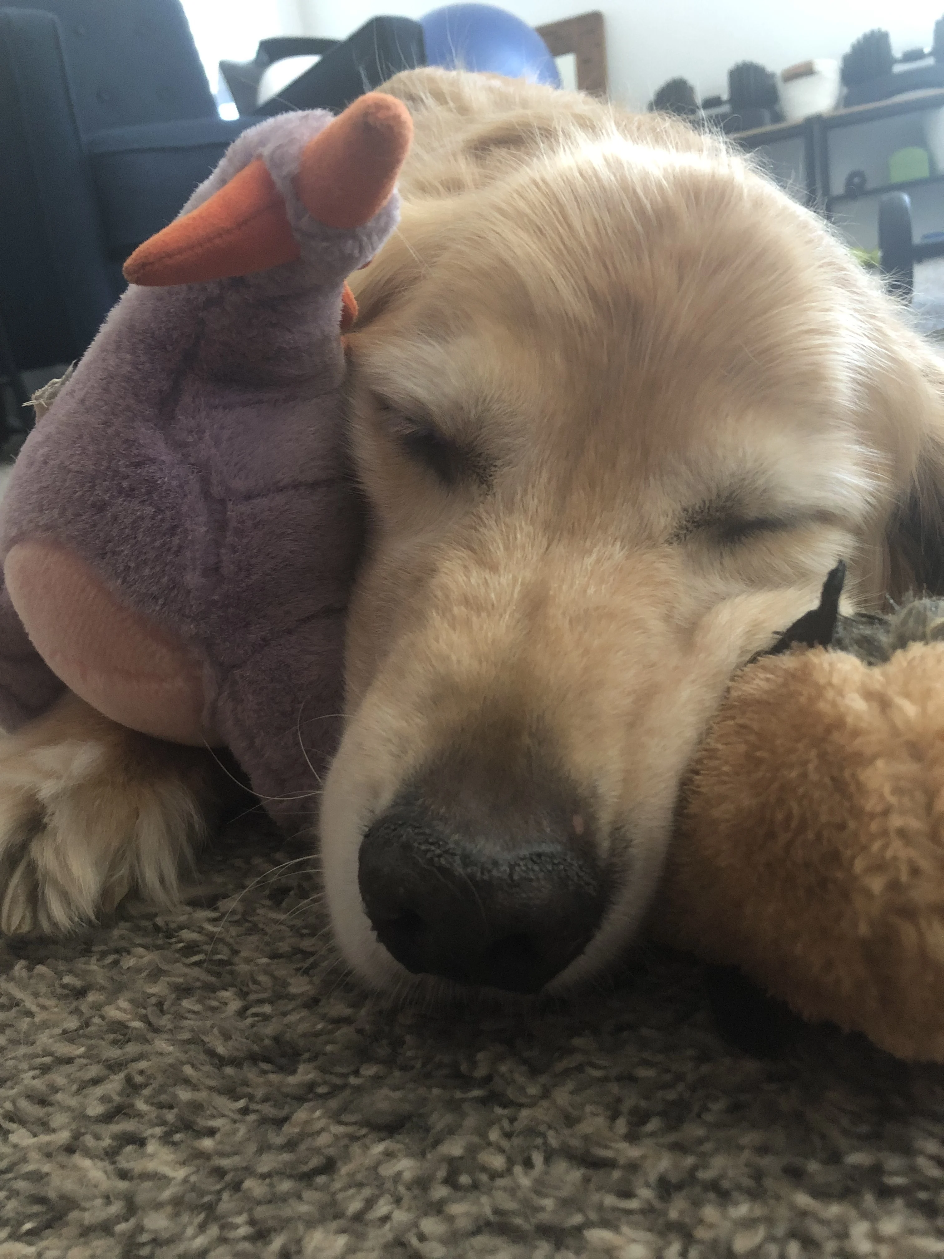 Newton the golden retriever