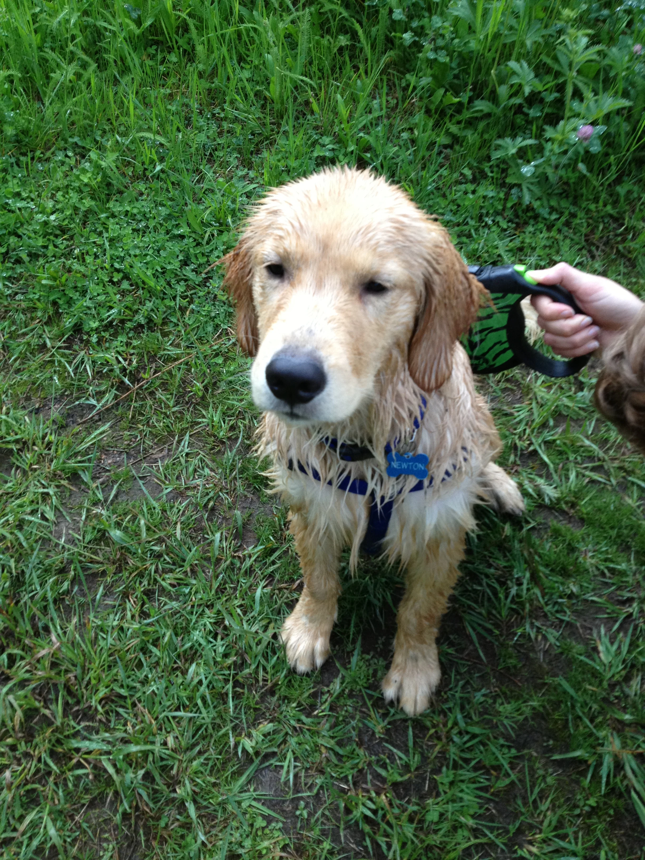 Newton the golden retriever