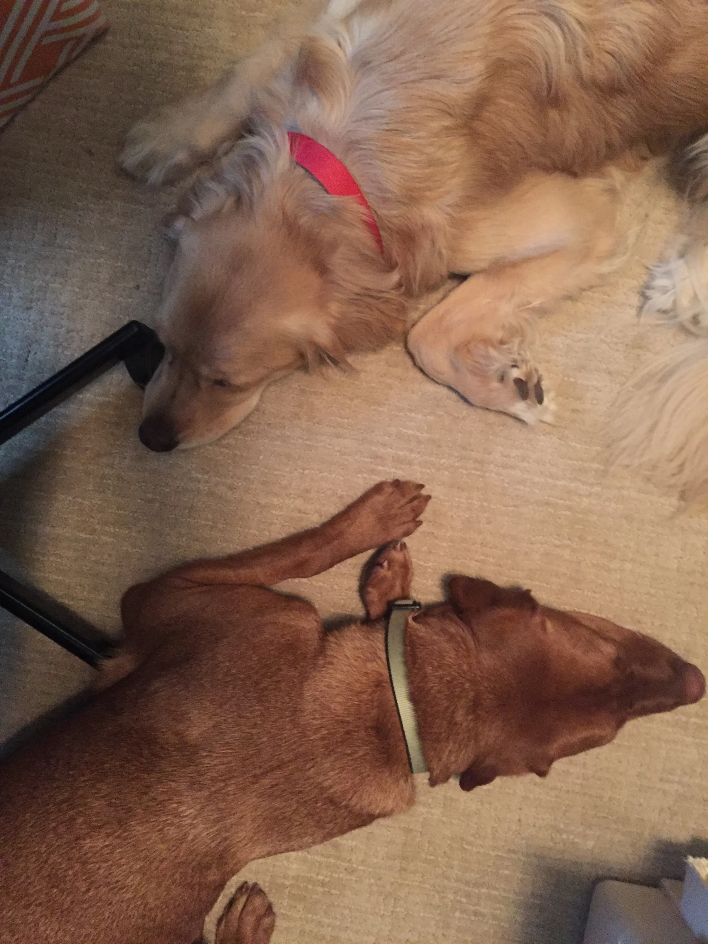 Newton the golden retriever