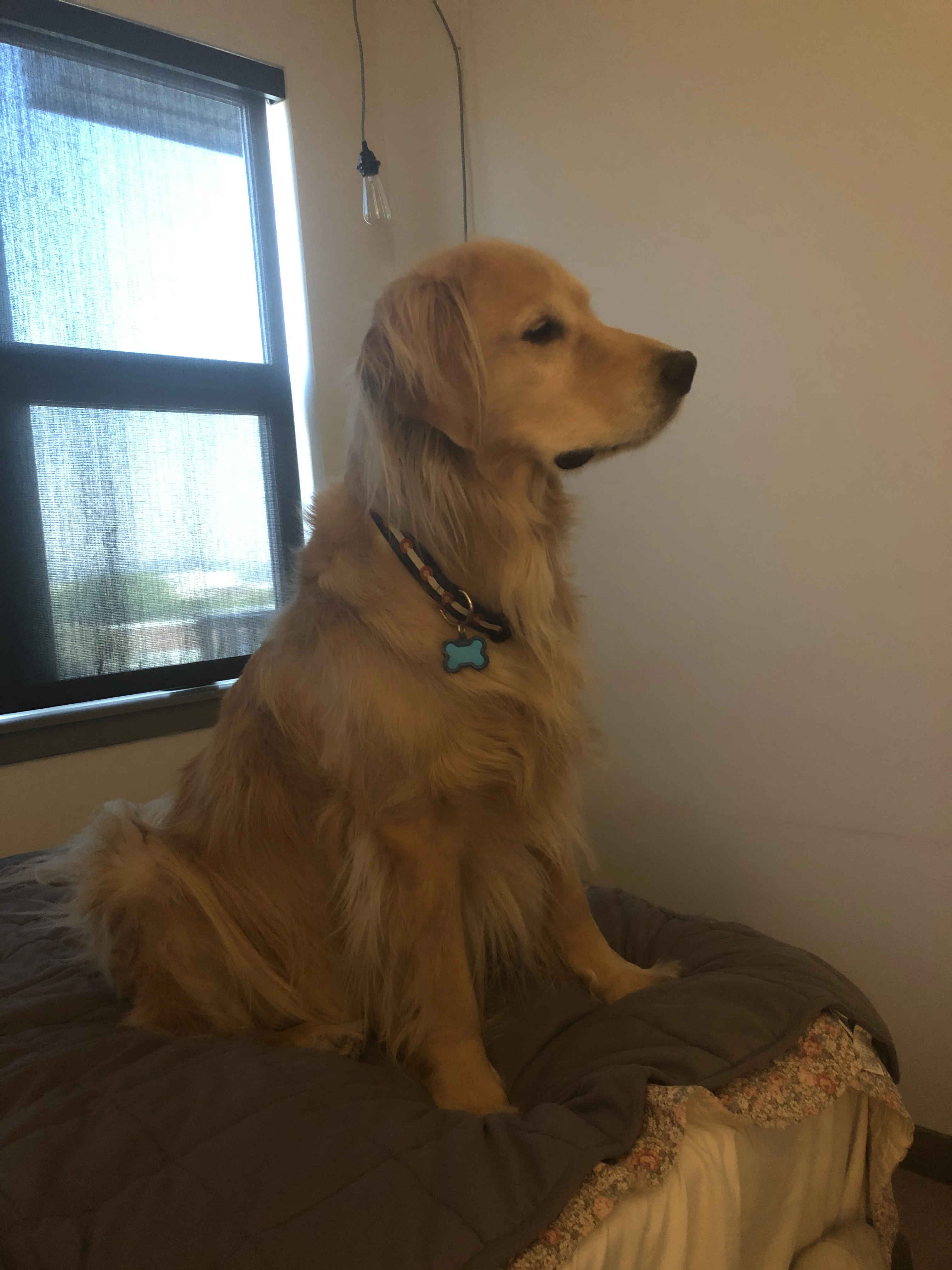 Newton the golden retriever