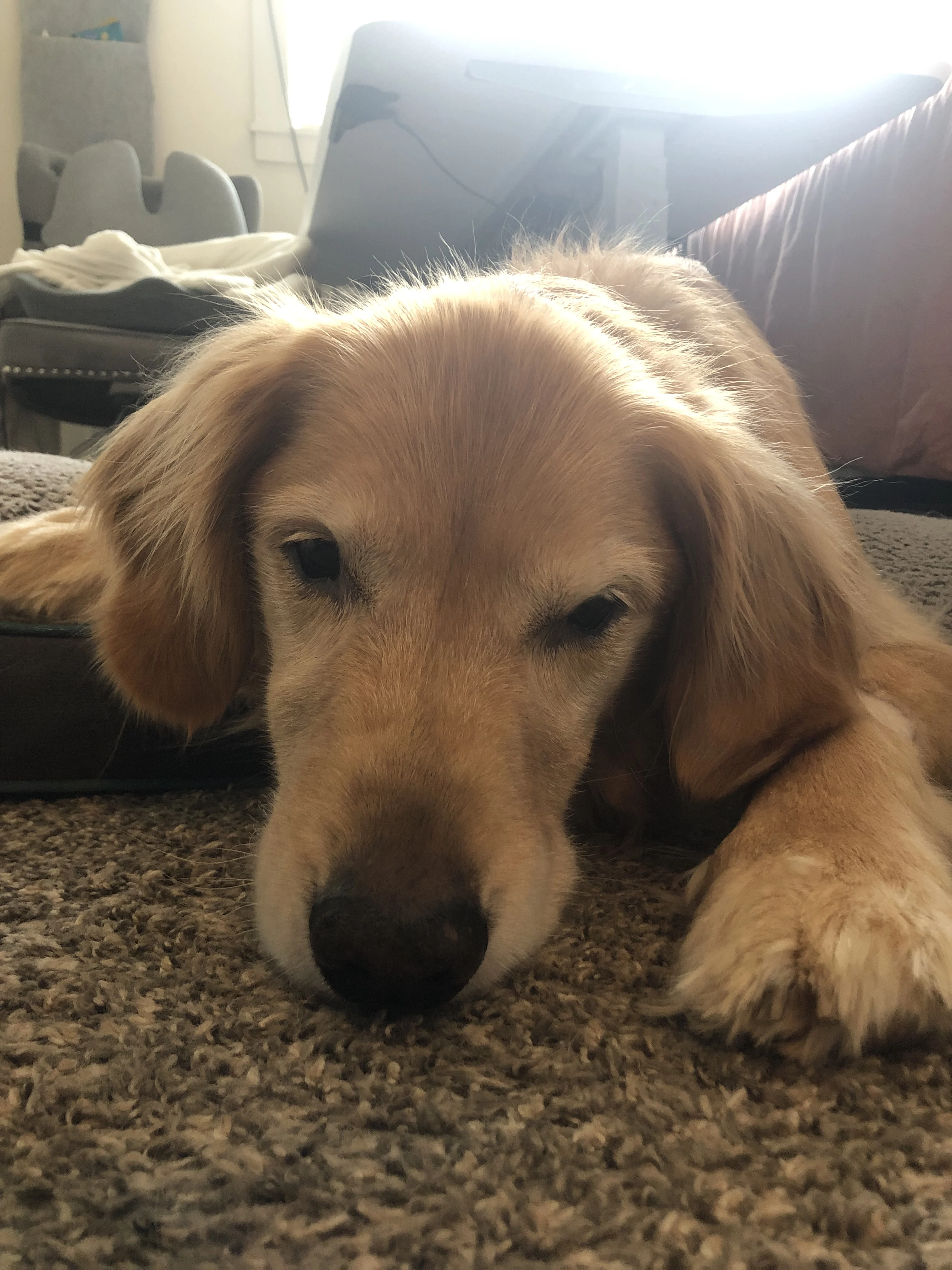 Newton the golden retriever laying half-on, half-off of his dog bet. He is gazing sweetly into the camera that is close in on his face.