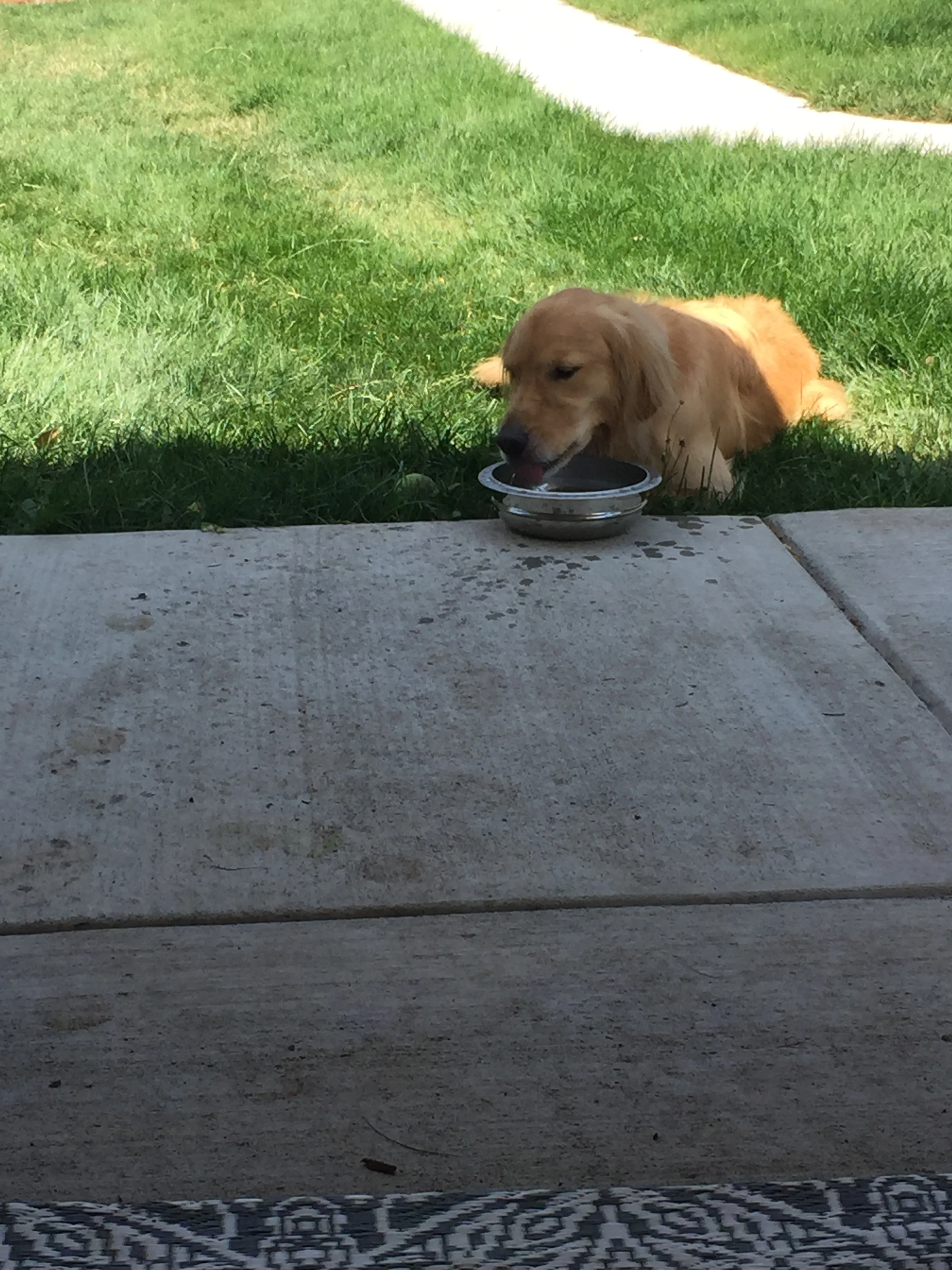 Newton the golden retriever laying down in the grass and sloppily drinking out of a water dish on a bright sunny day.