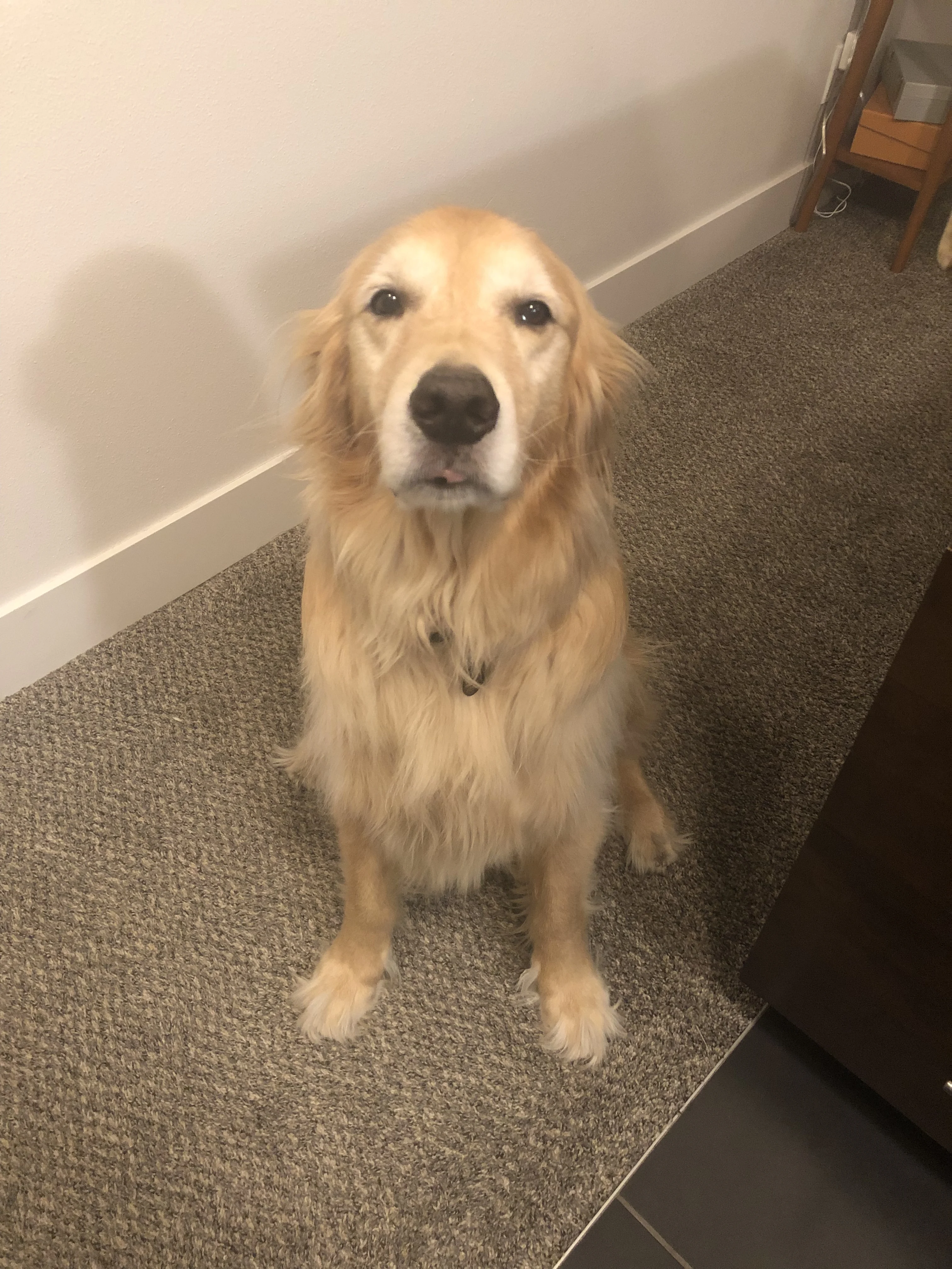 Newton the golden retriever sitting on his bottom in a dimly lit hallway, looking up at the camera with a face that seems to indicate that he would like a snack.