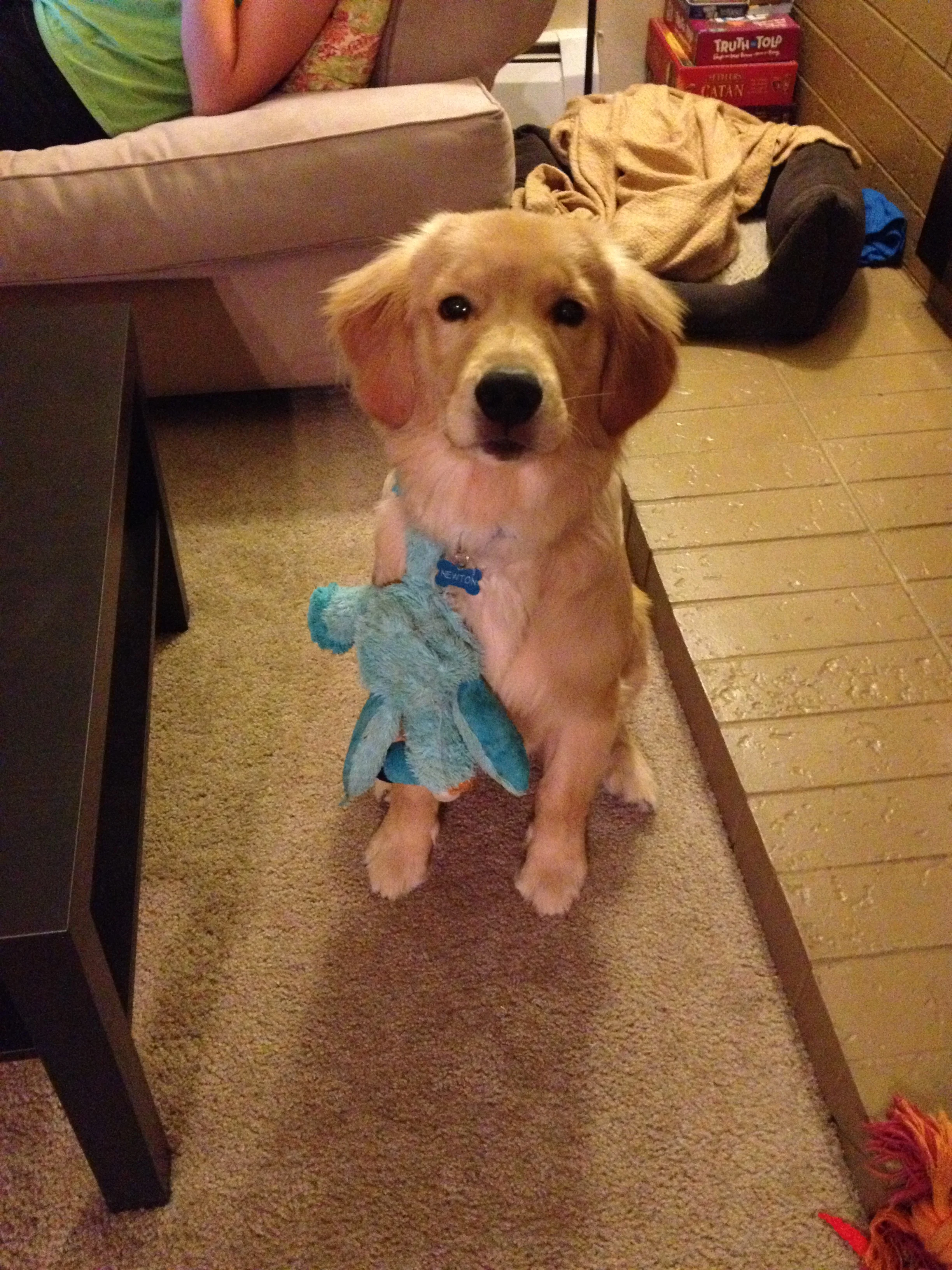 Newton the golden retriever