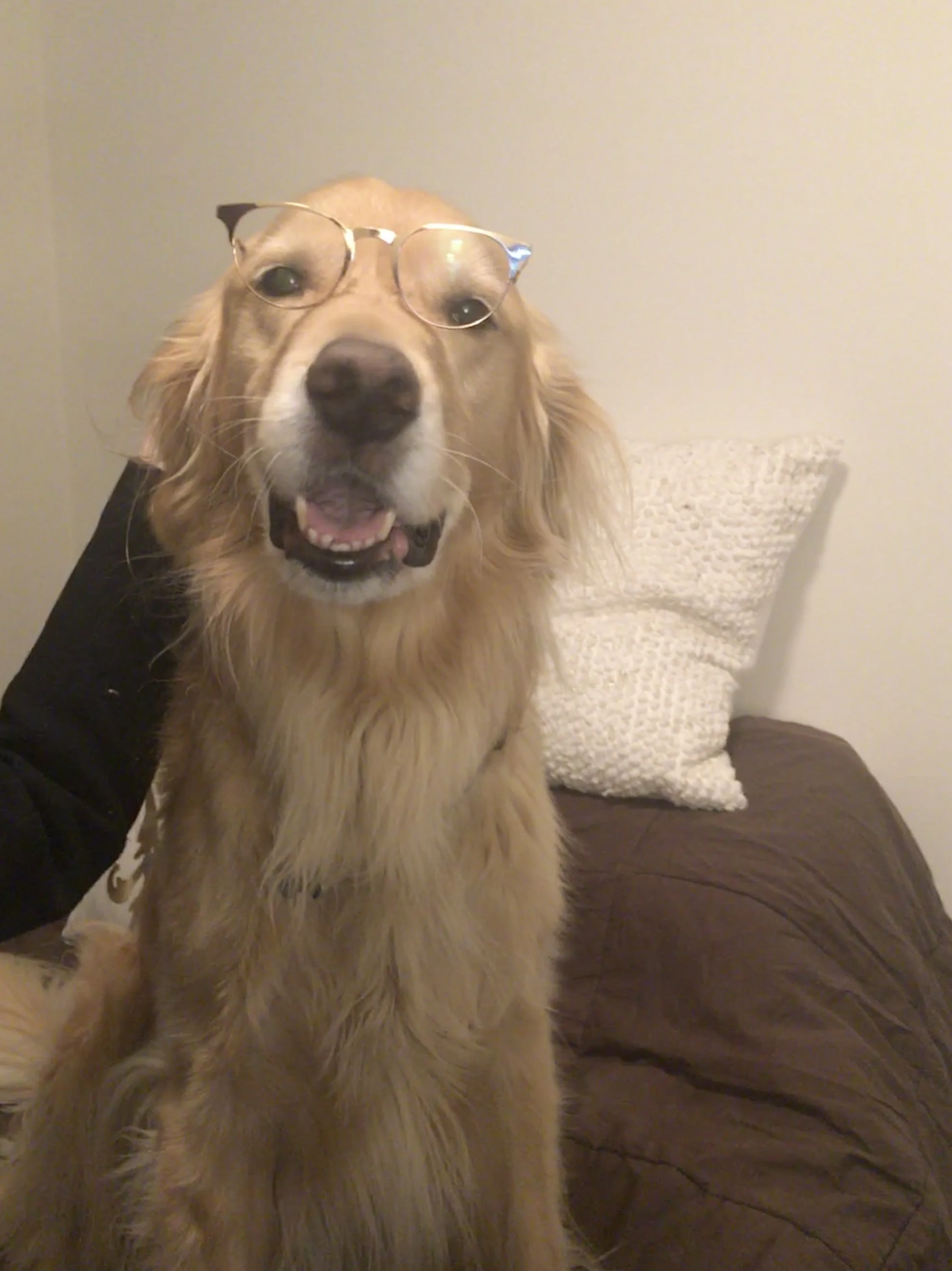 Newton the golden retriever