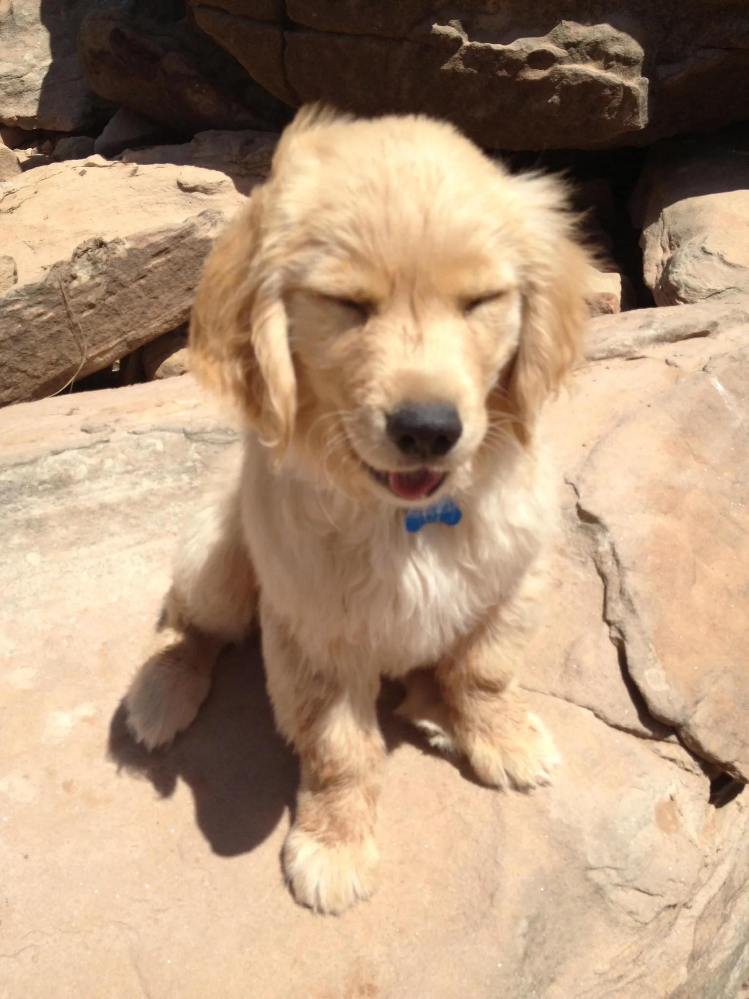 Newton the golden retriever