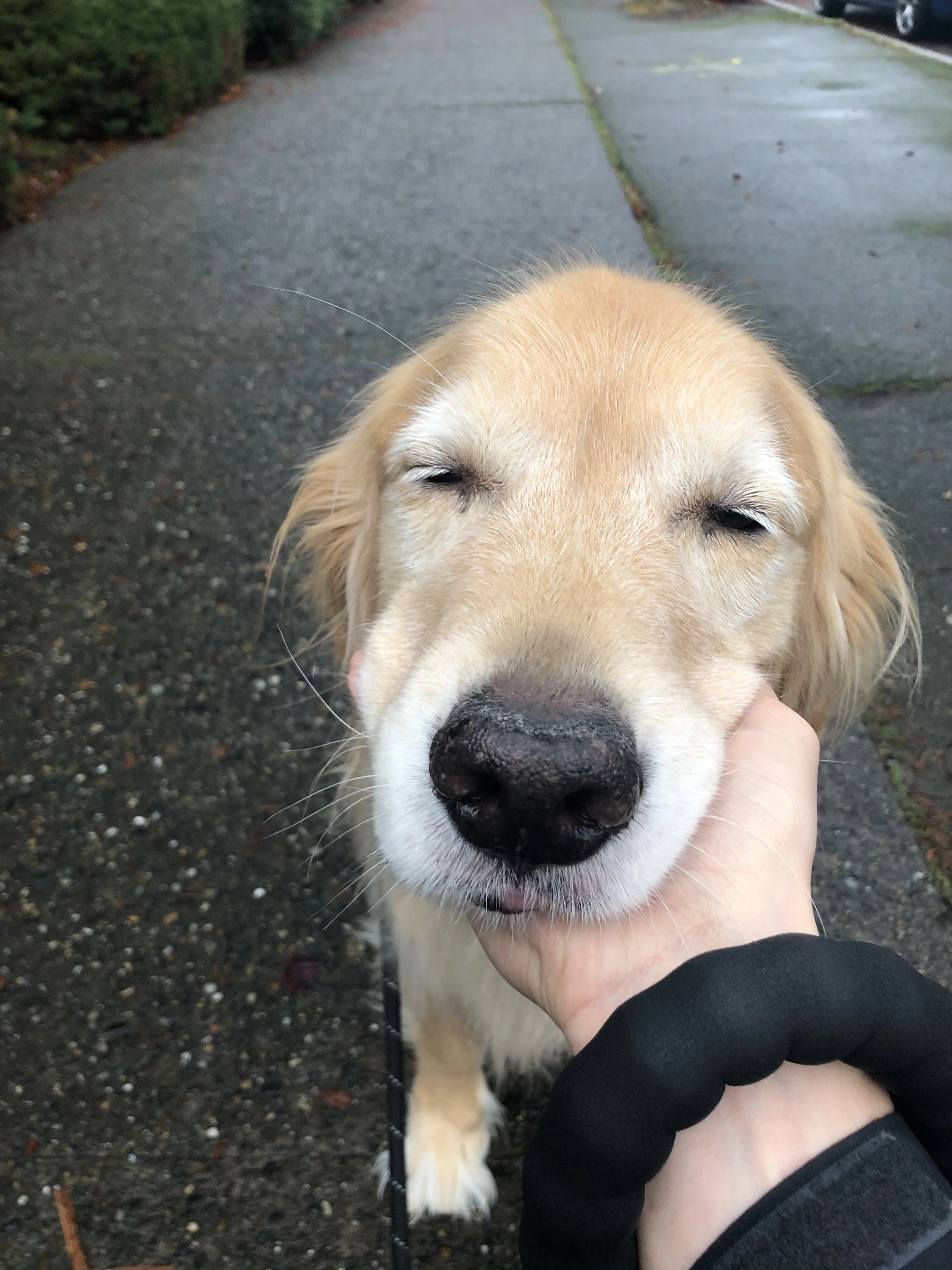 Newton the golden retriever