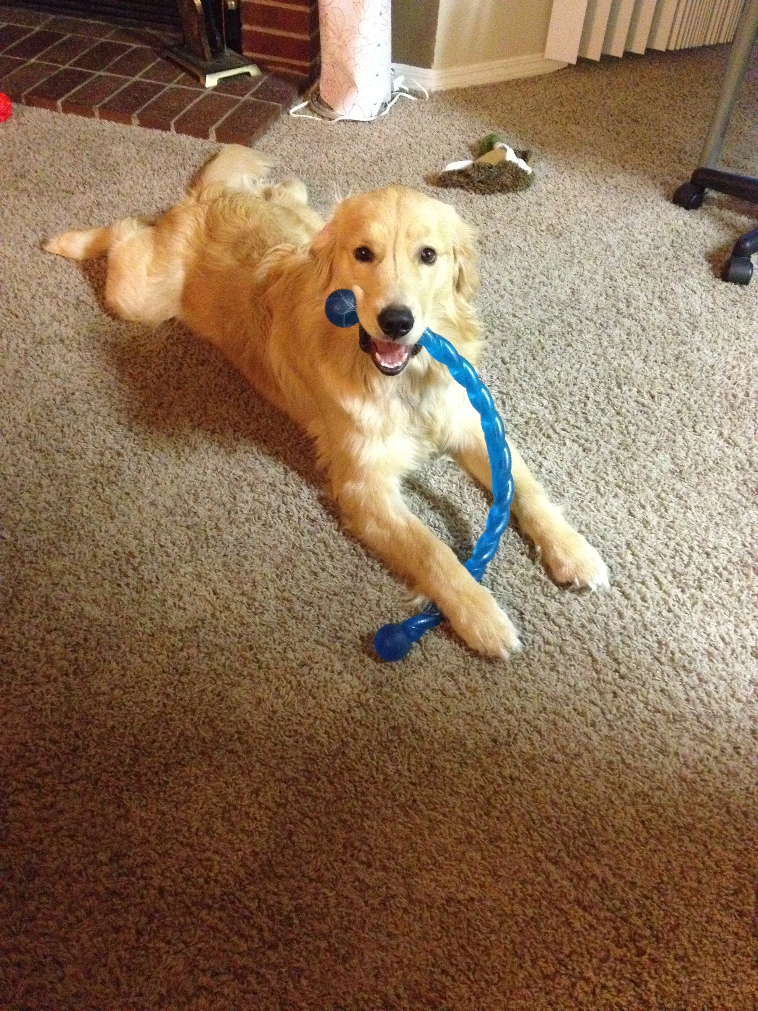 Newton the golden retriever