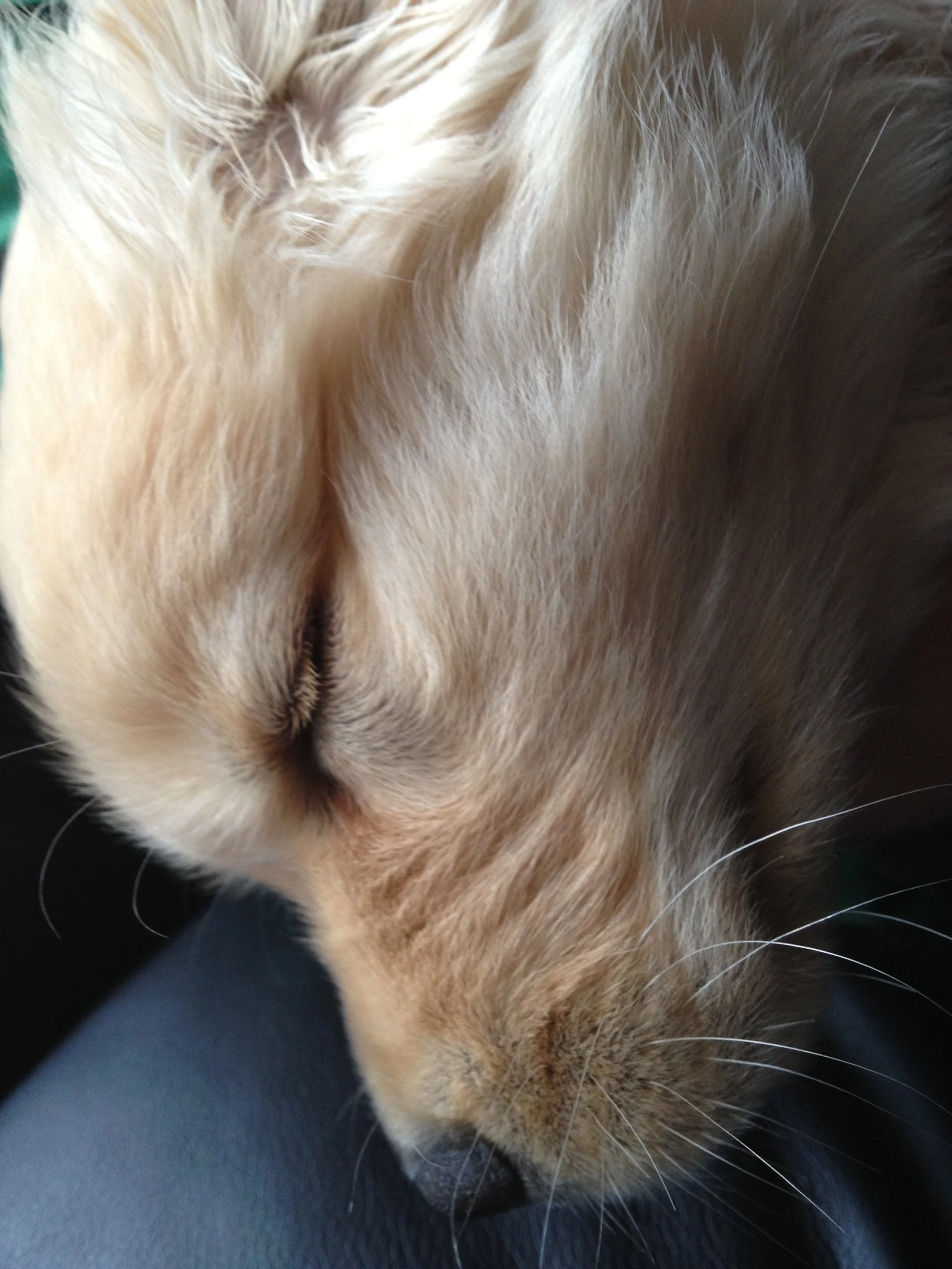 Newton the golden retriever