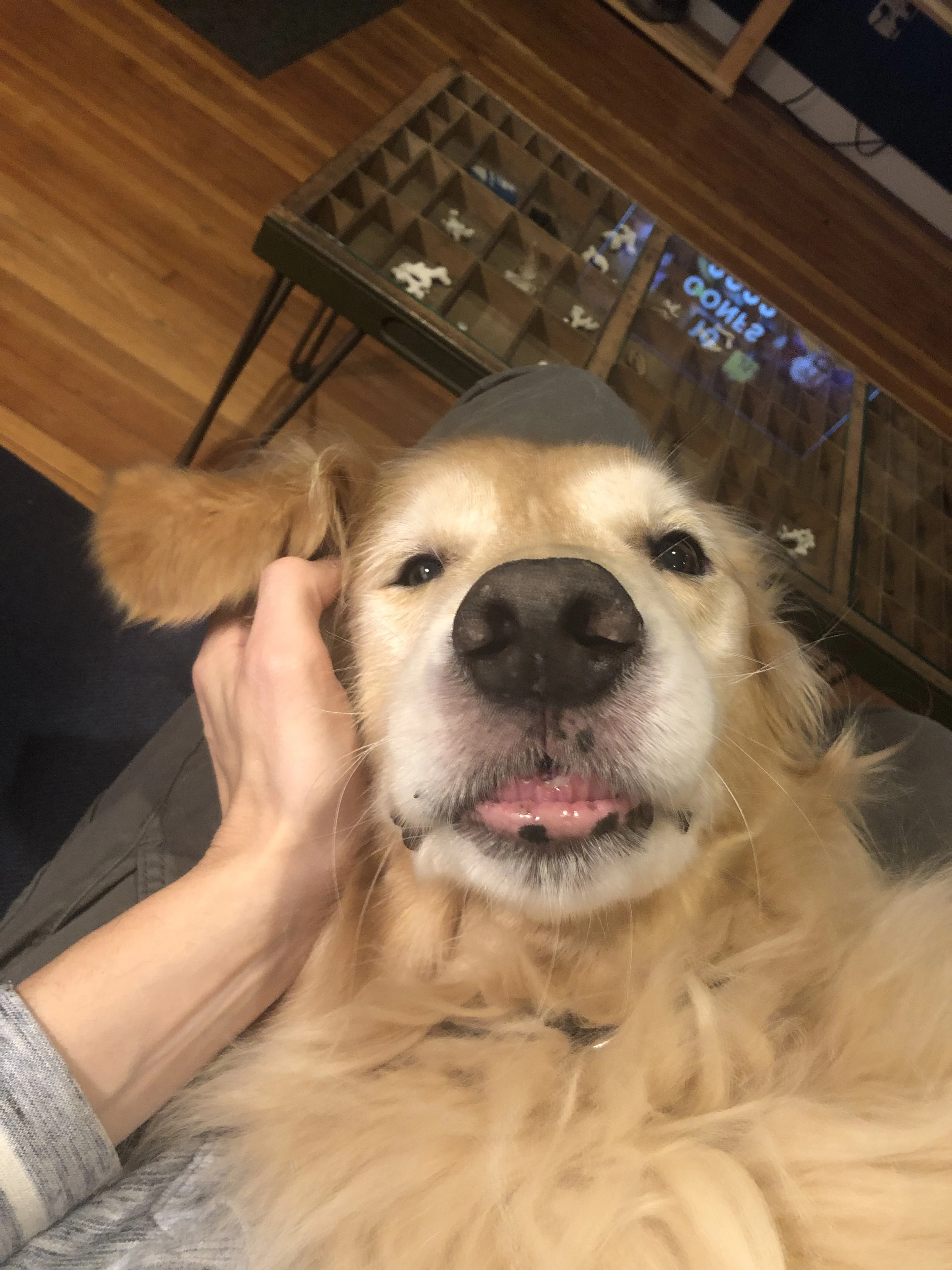 Newton the golden retriever