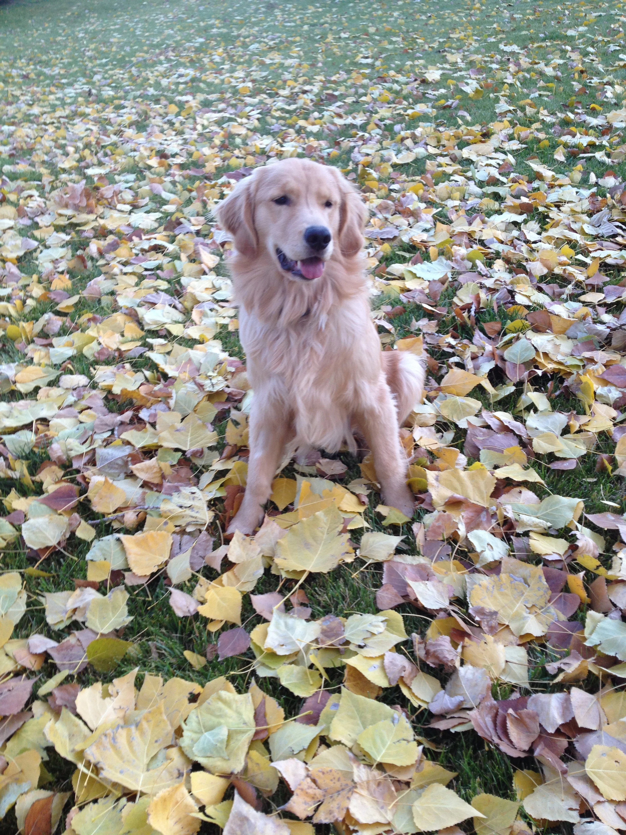 Newton the golden retriever