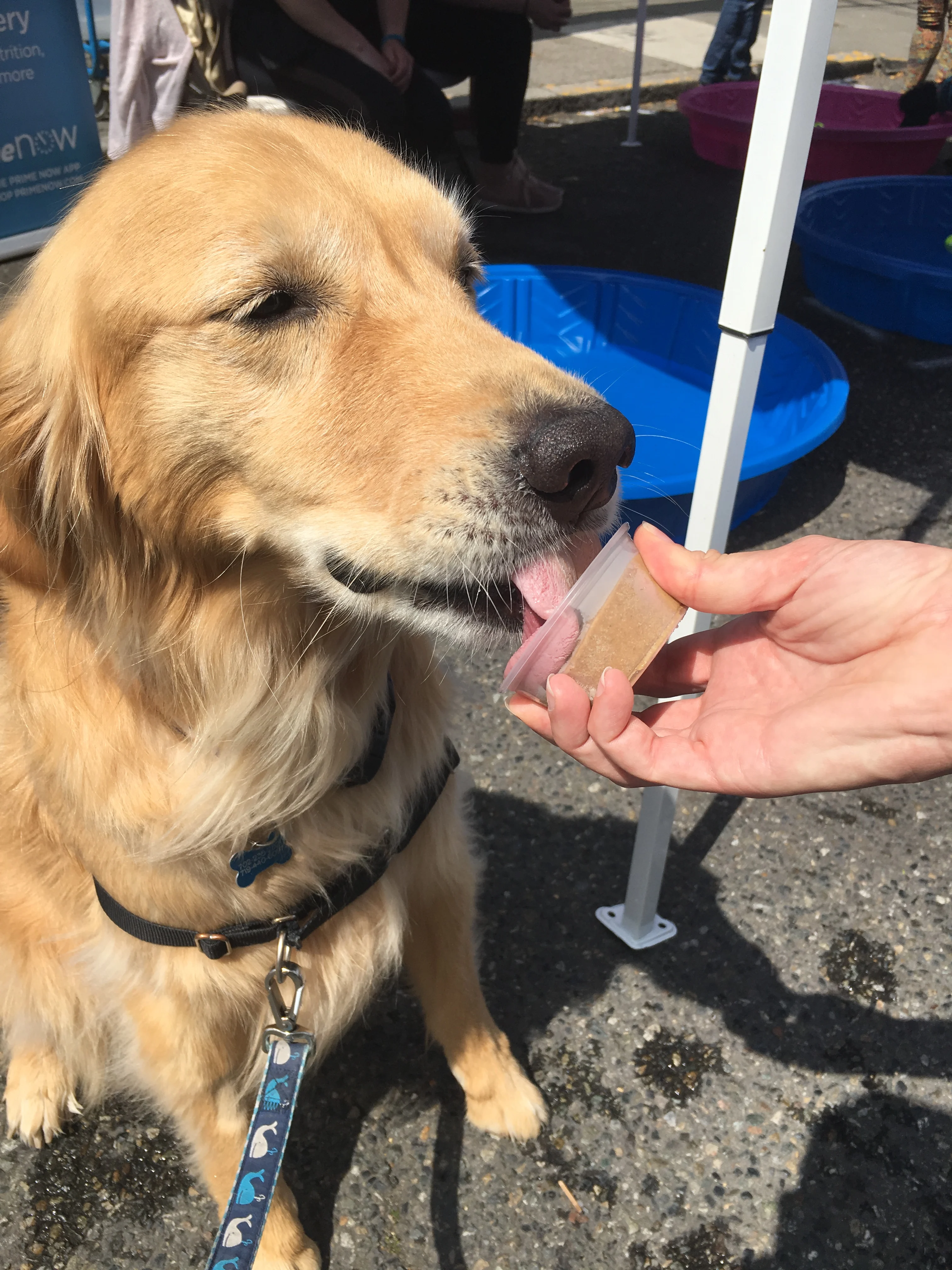 Newton the golden retriever