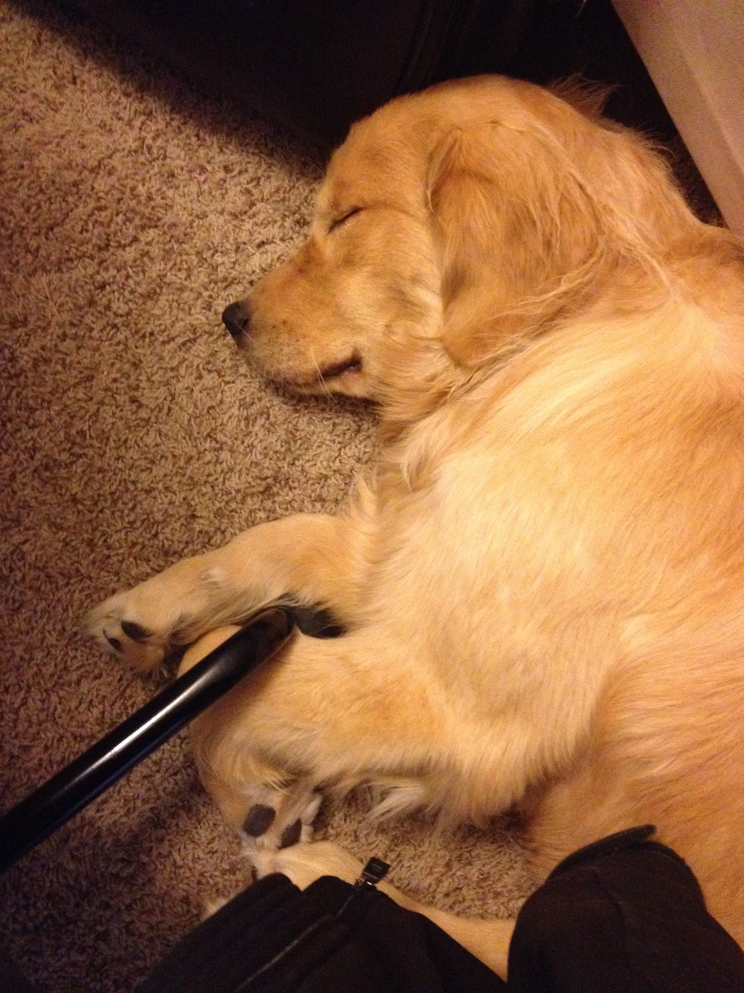 Newton the golden retriever