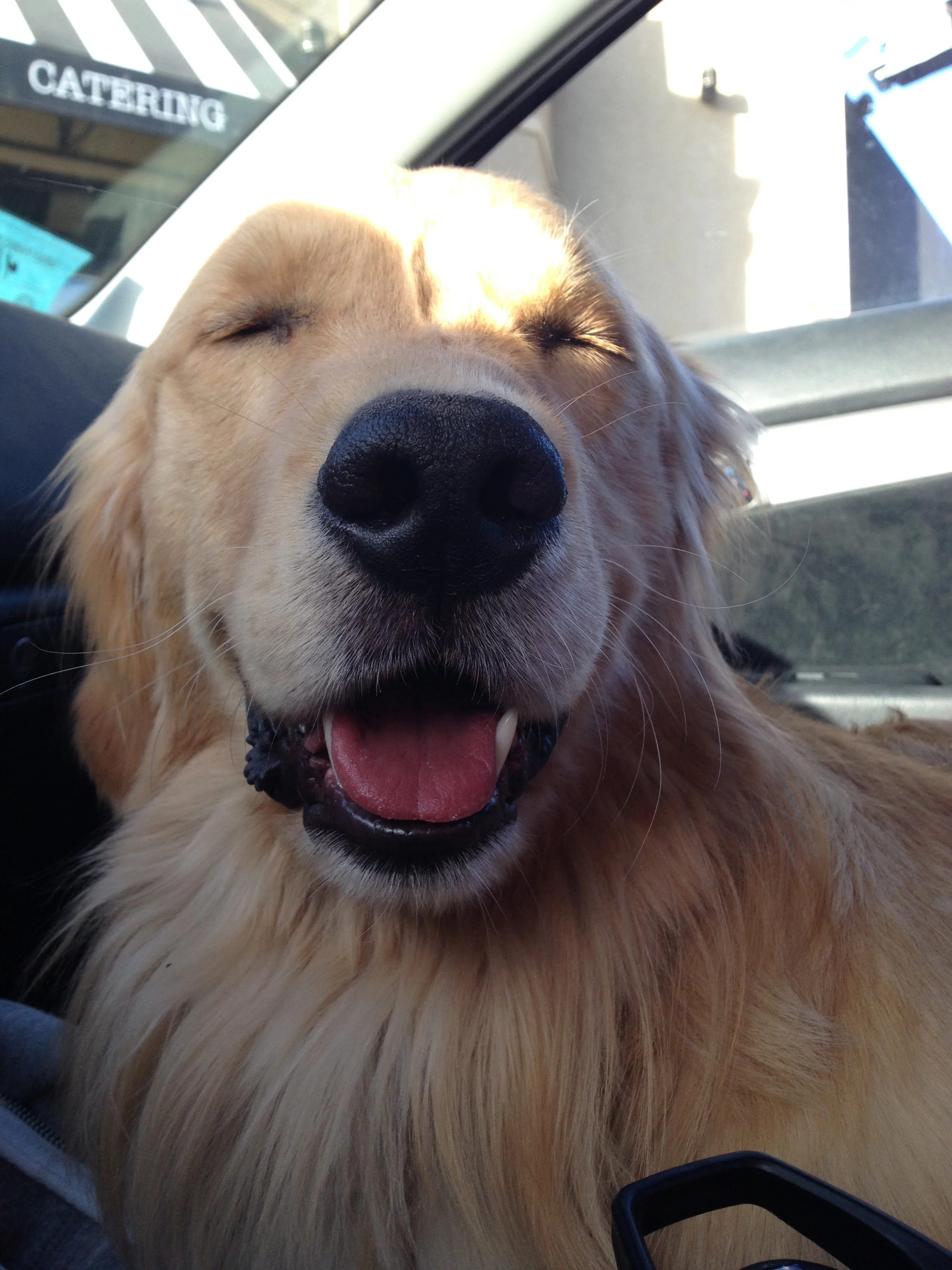 Newton the golden retriever