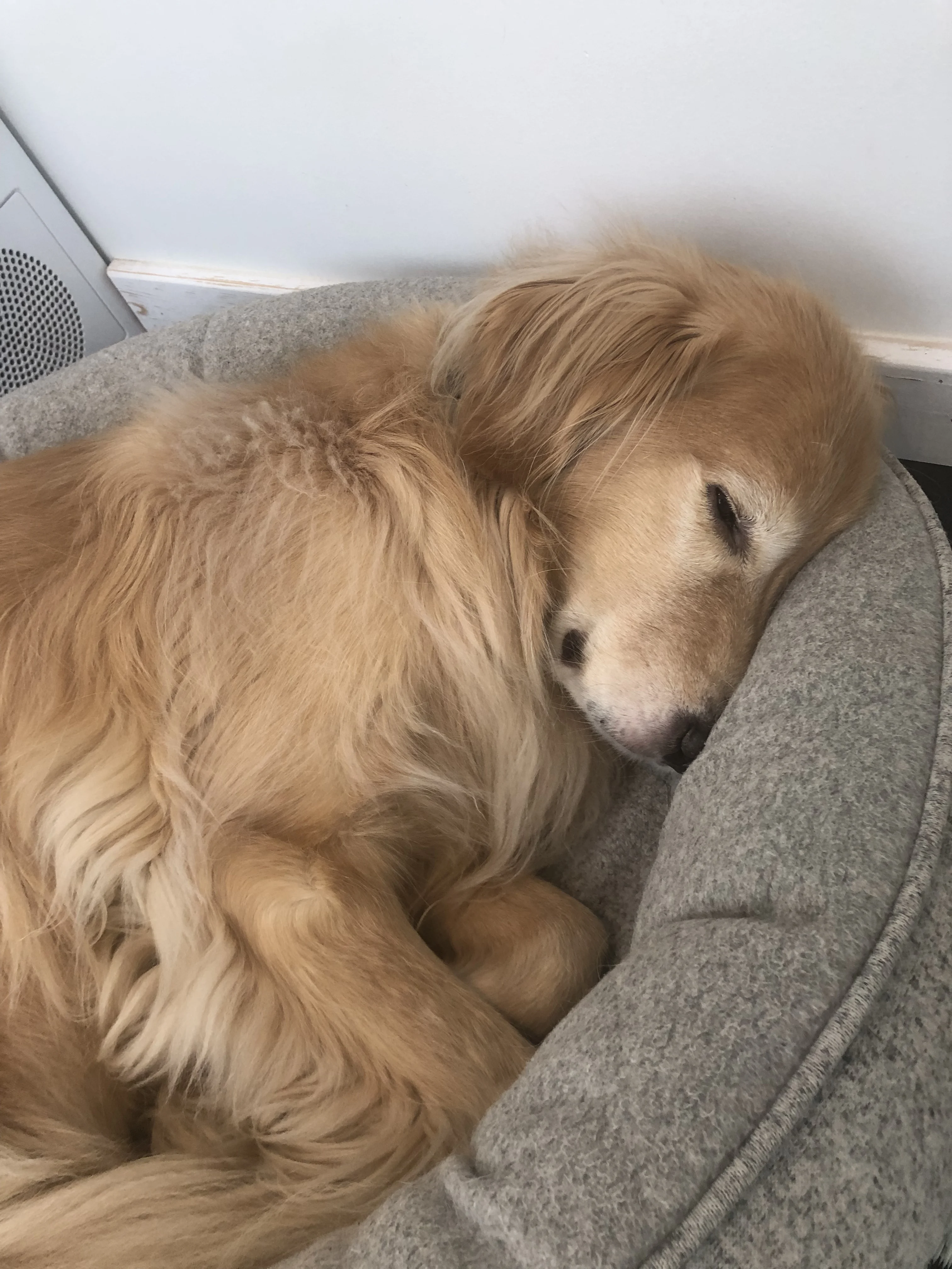 Newton the golden retriever