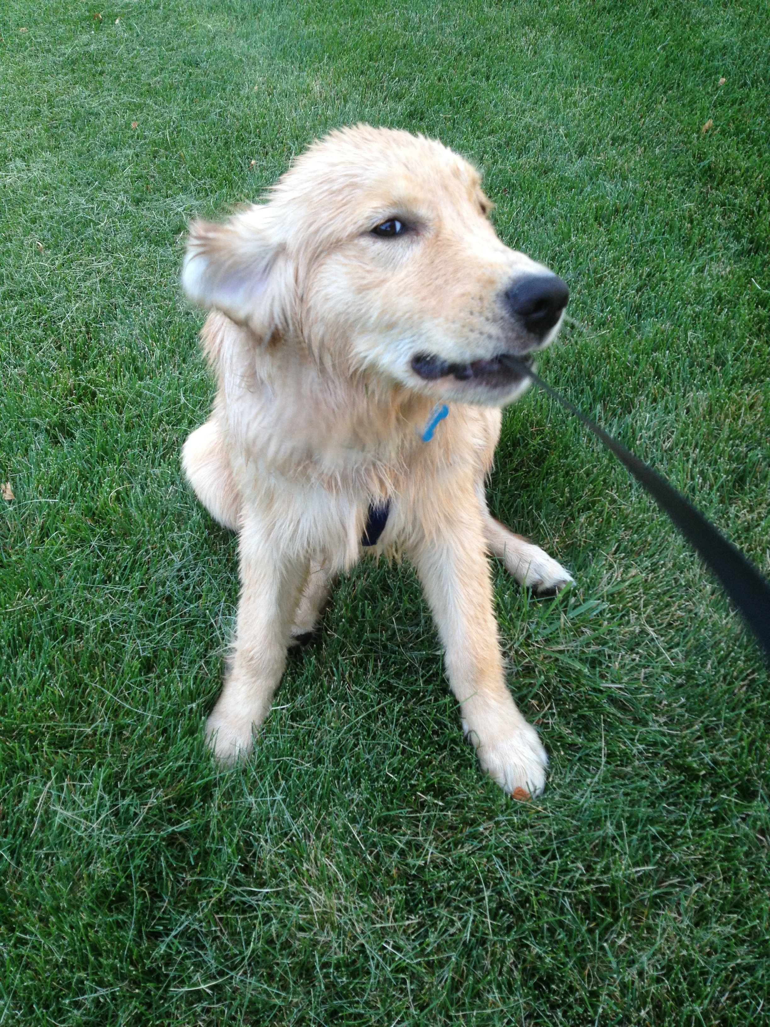 Newton the golden retriever