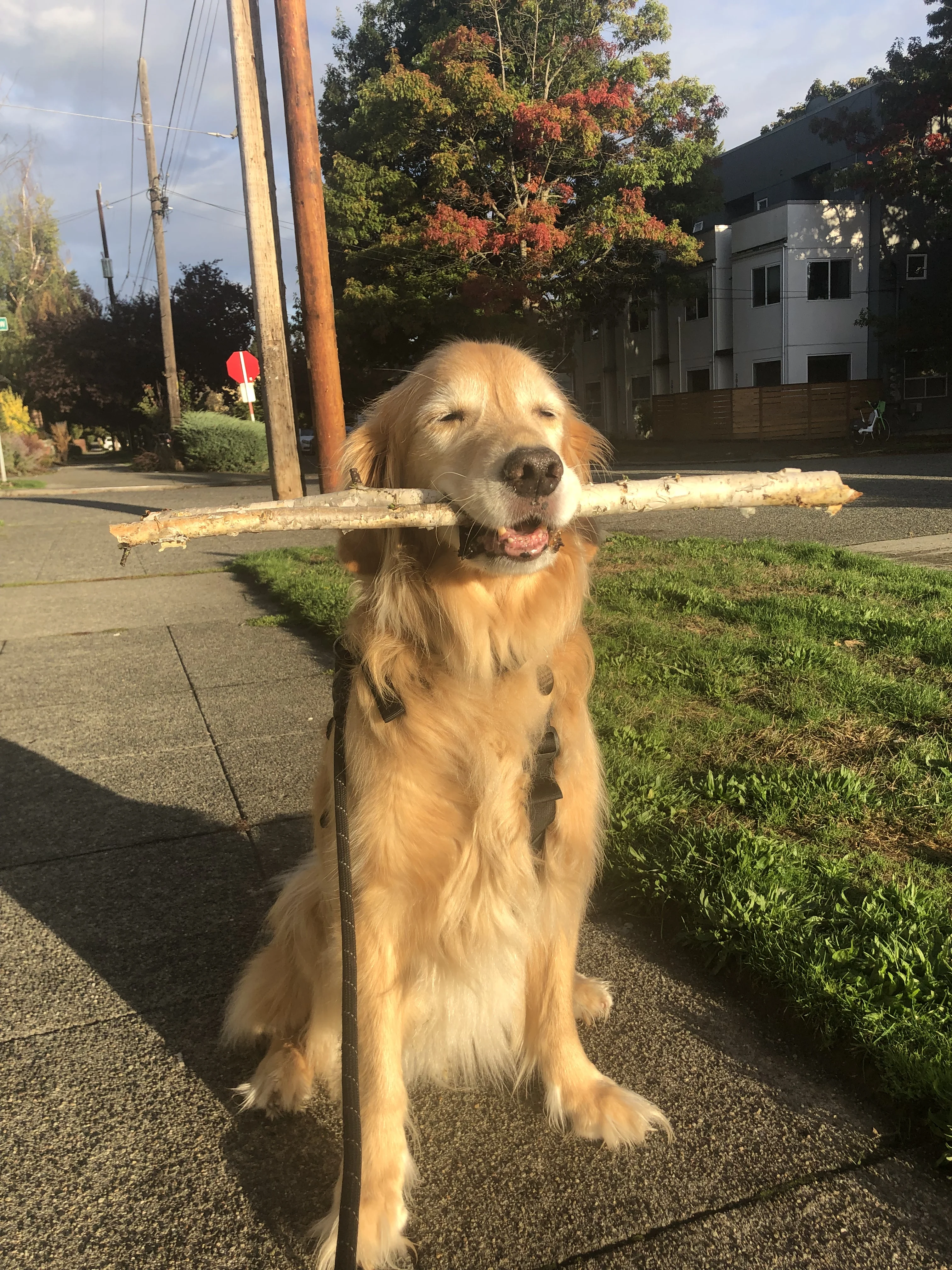 Newton the golden retriever