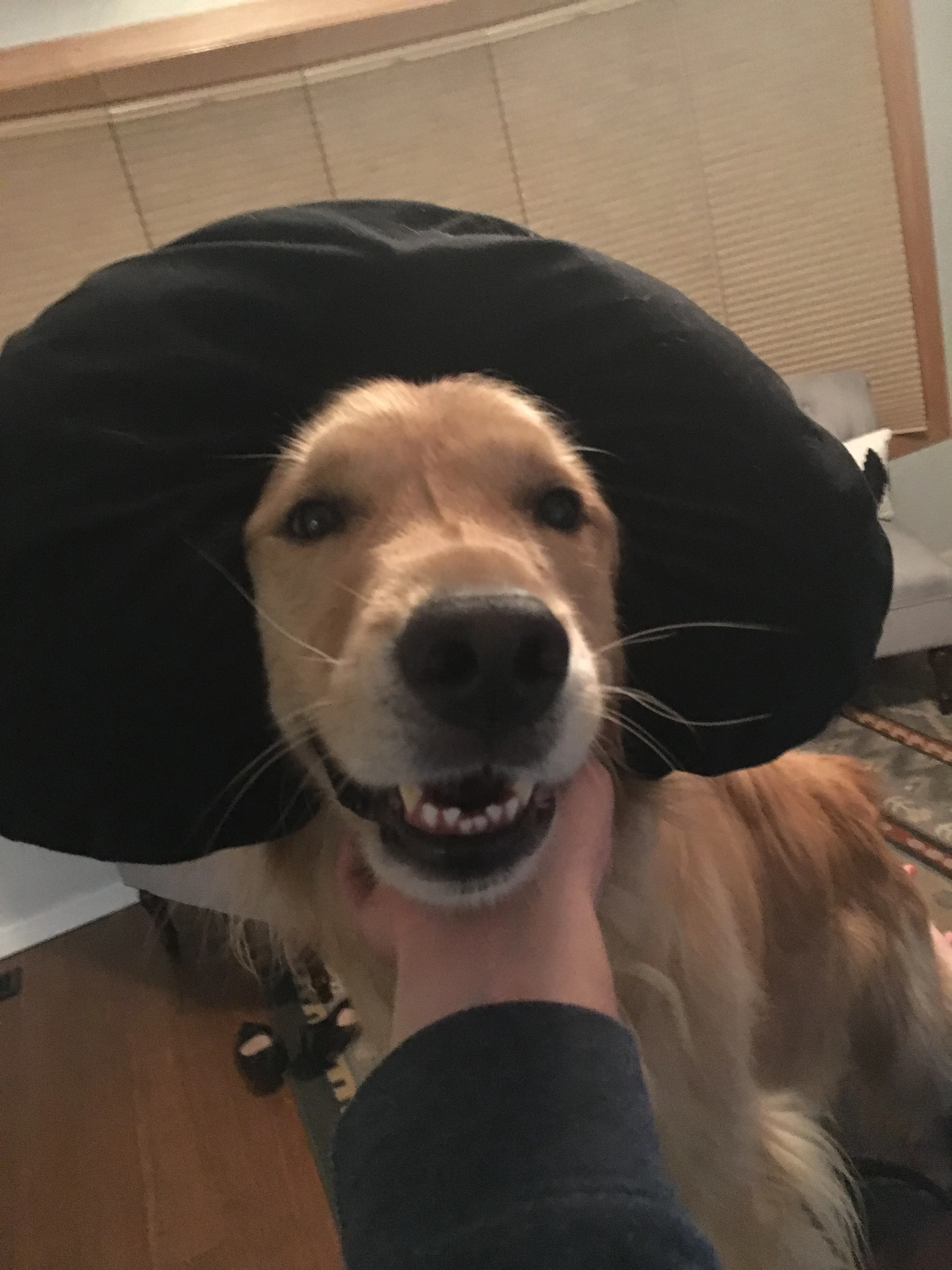 Newton the golden retriever