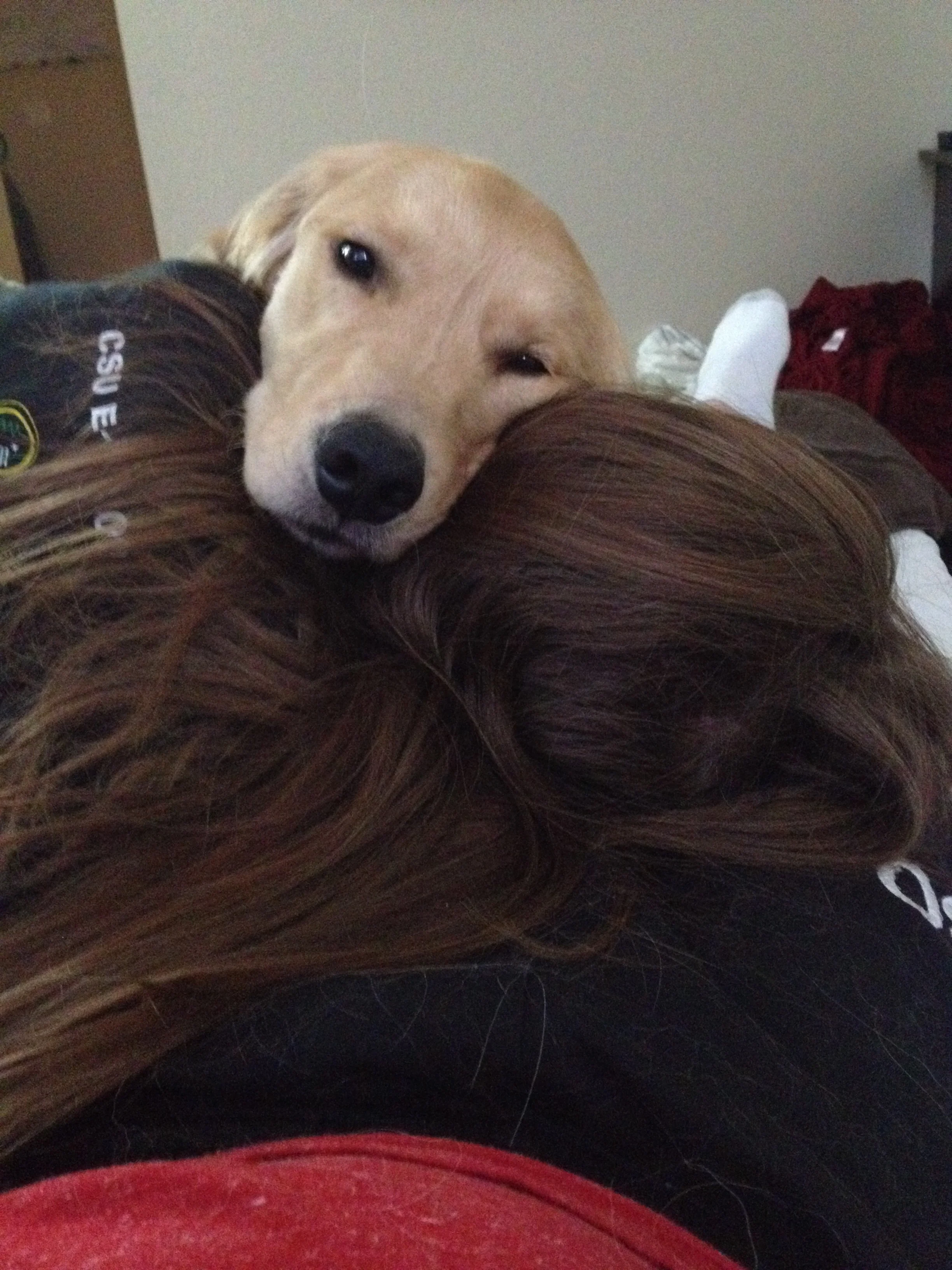 Newton the golden retriever