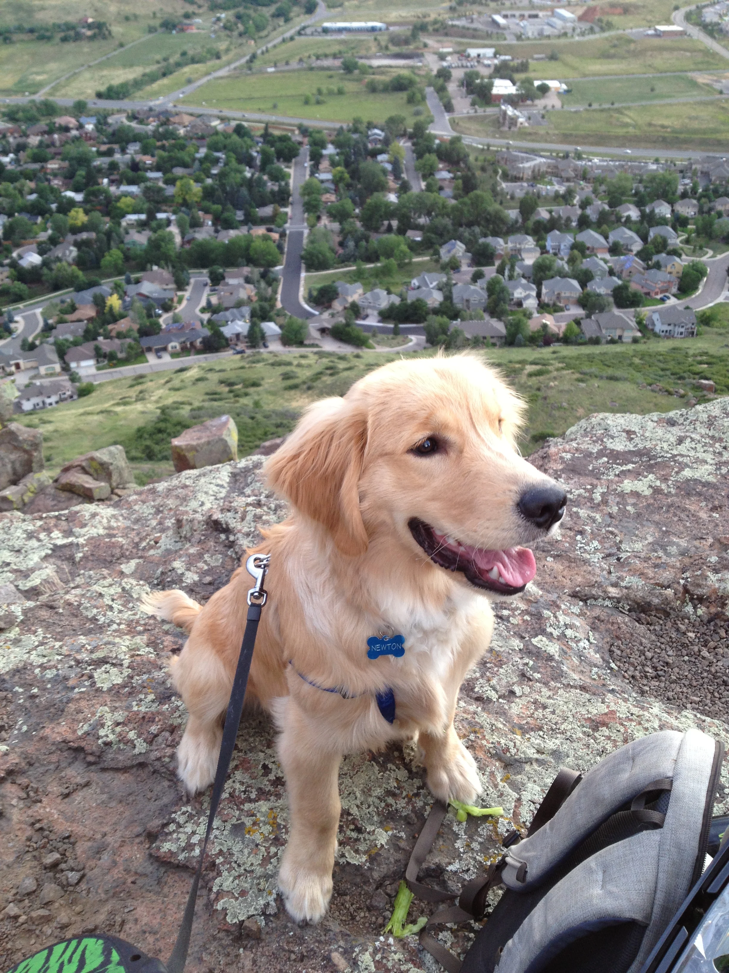 Newton the golden retriever