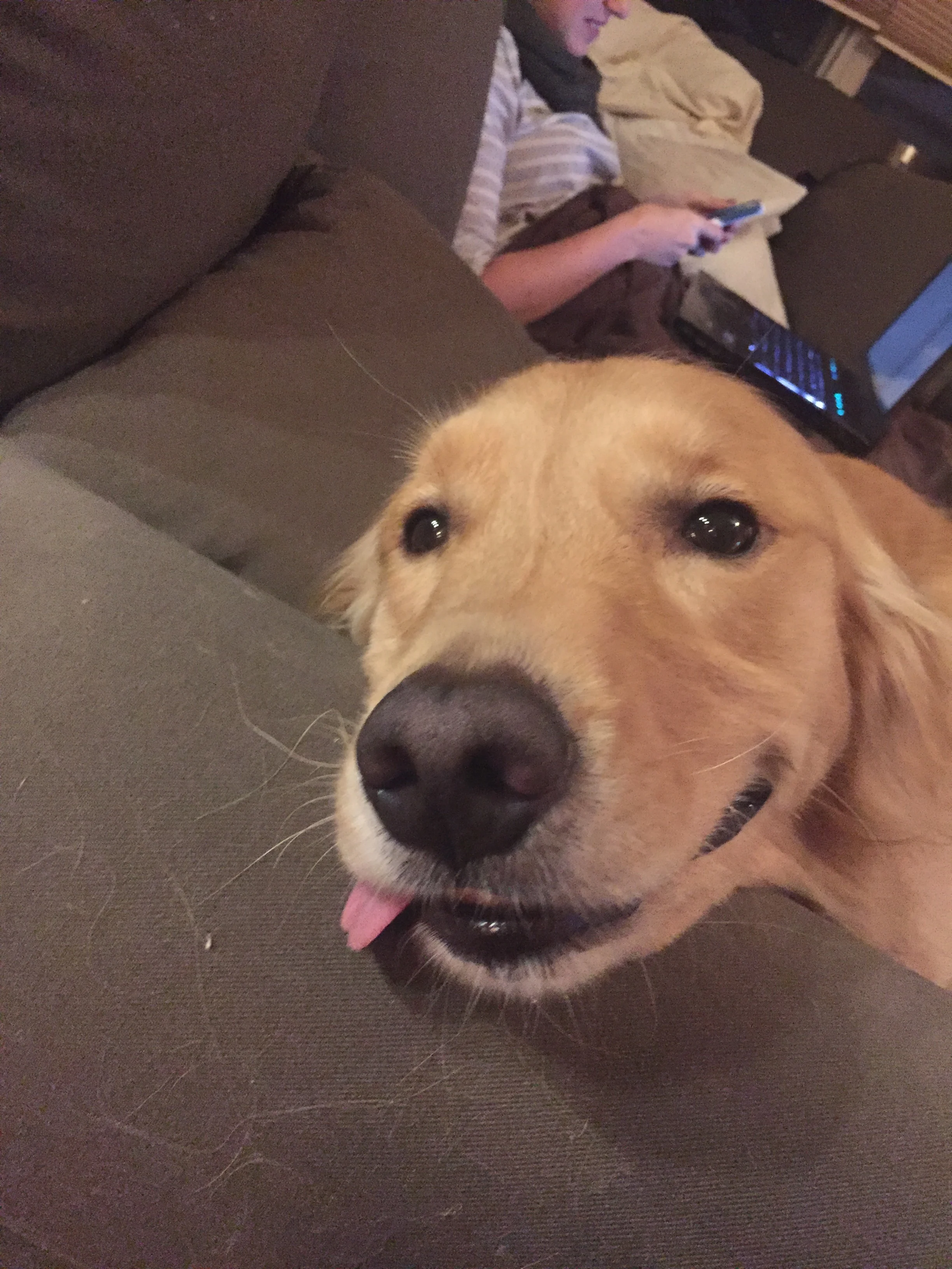 Newton the golden retriever