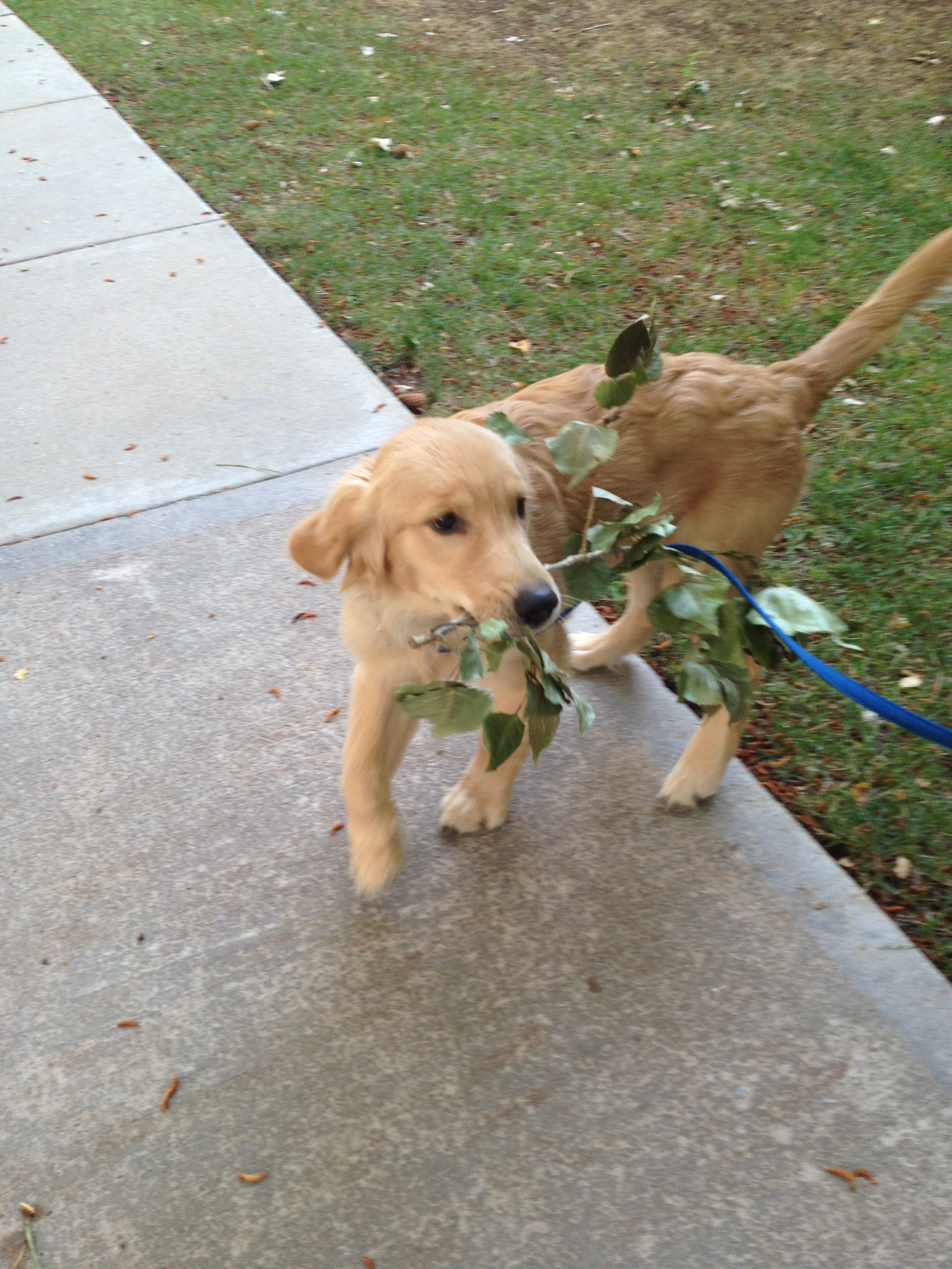 Newton the golden retriever