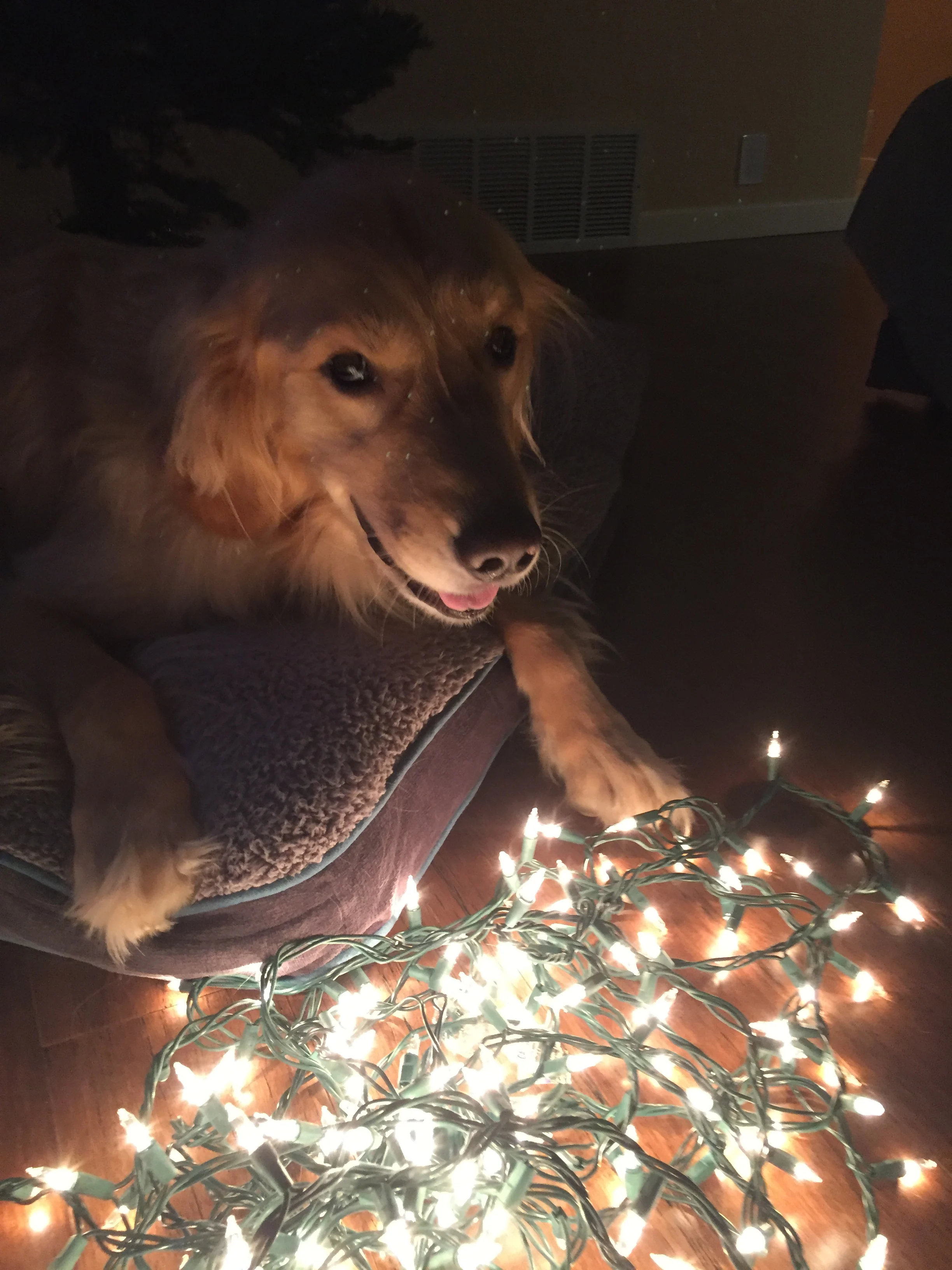 Newton the golden retriever