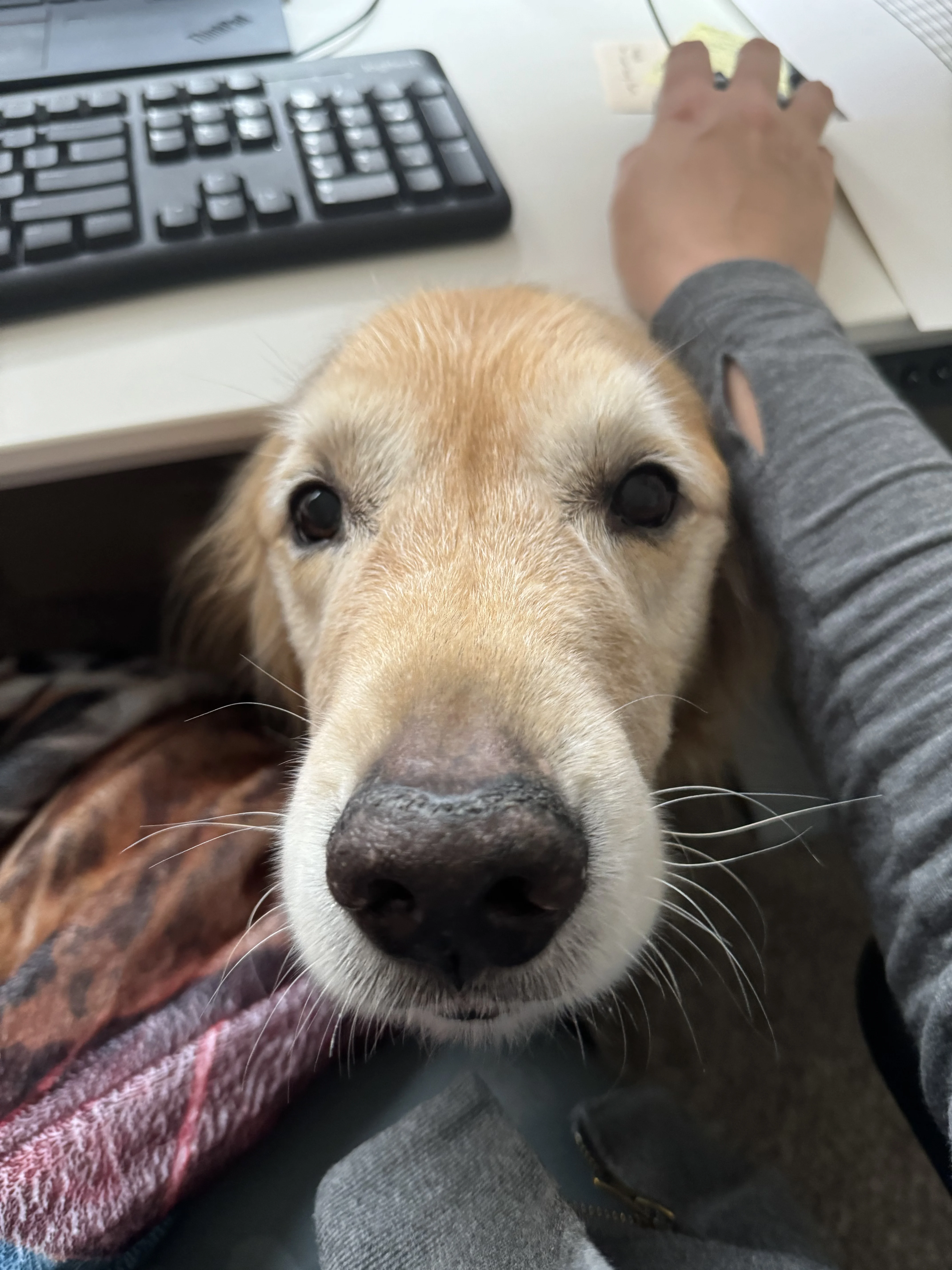 Newton the golden retriever