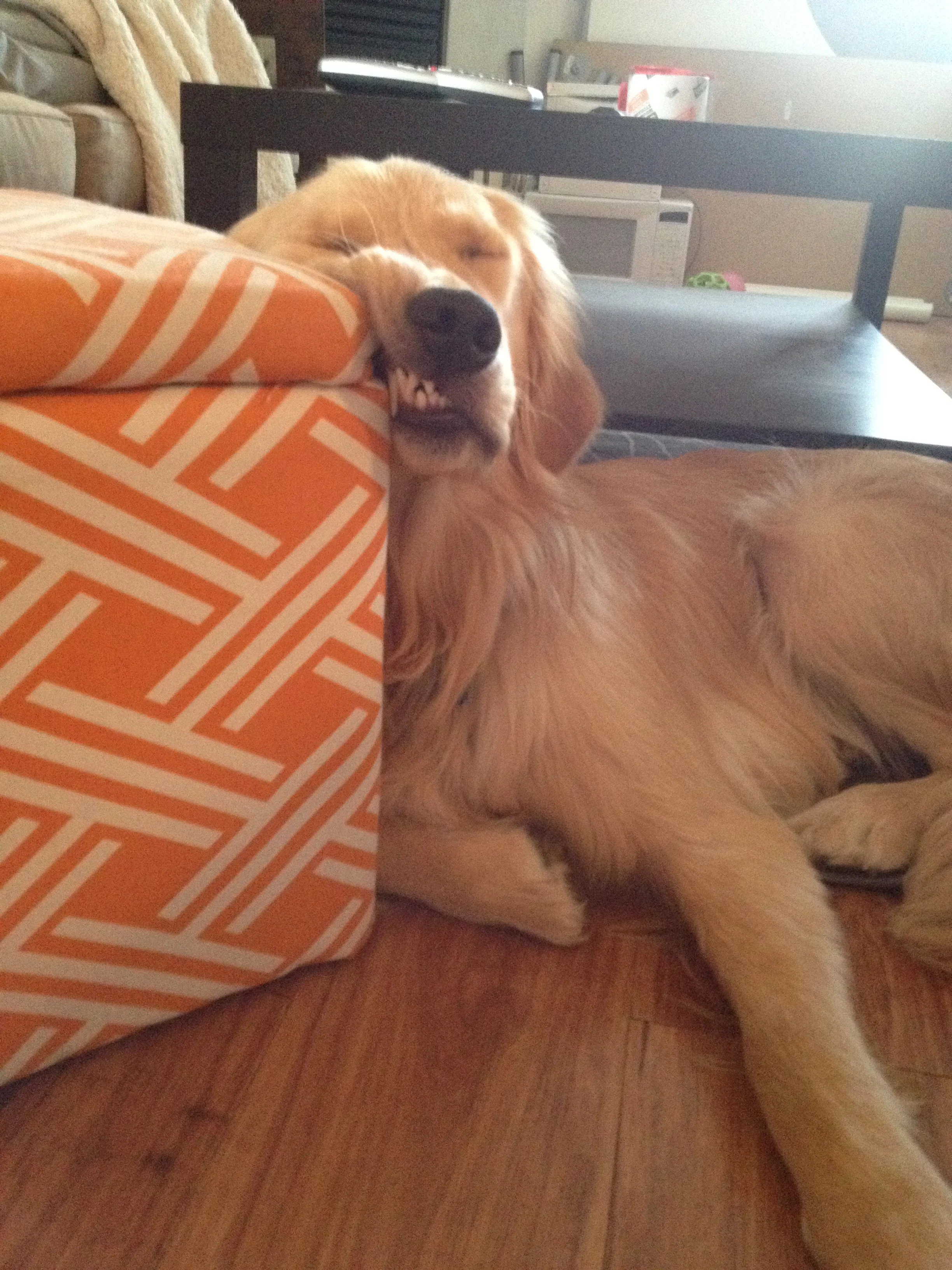 Newton the golden retriever