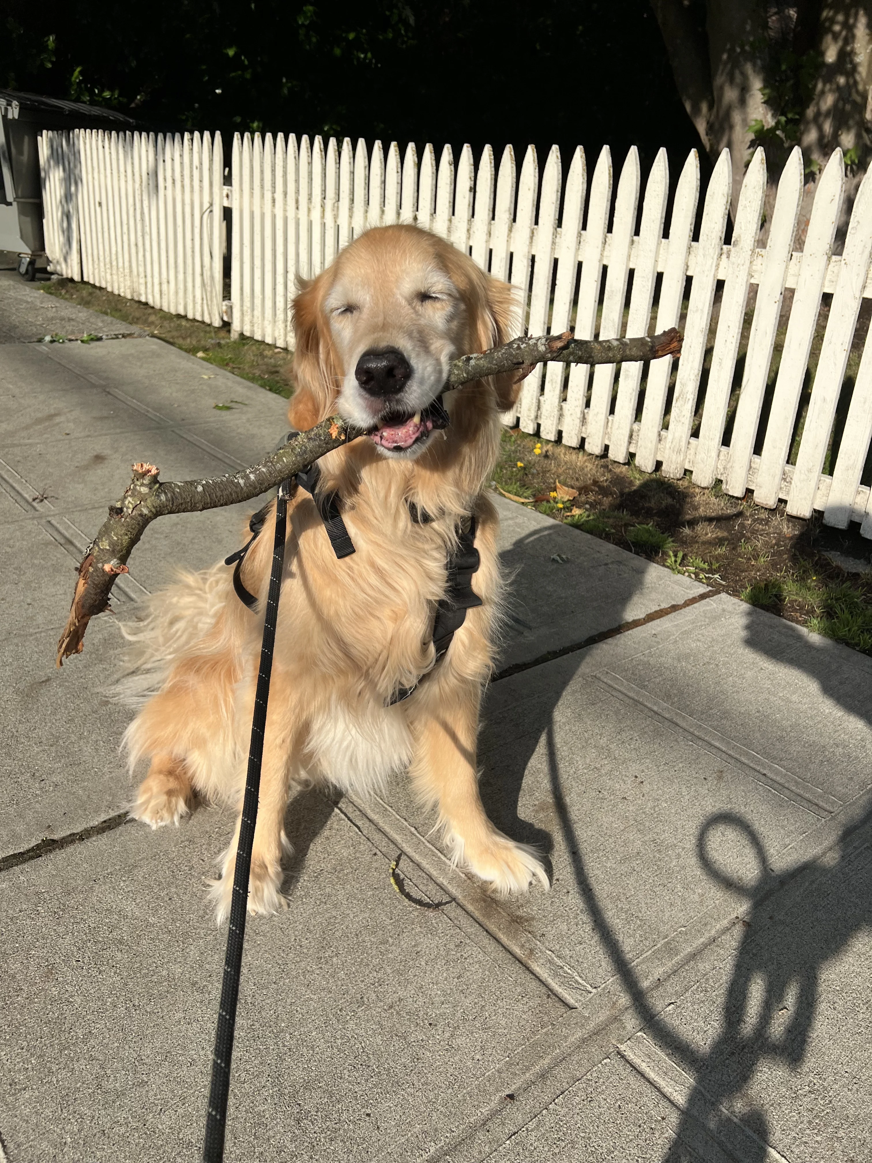 Newton the golden retriever