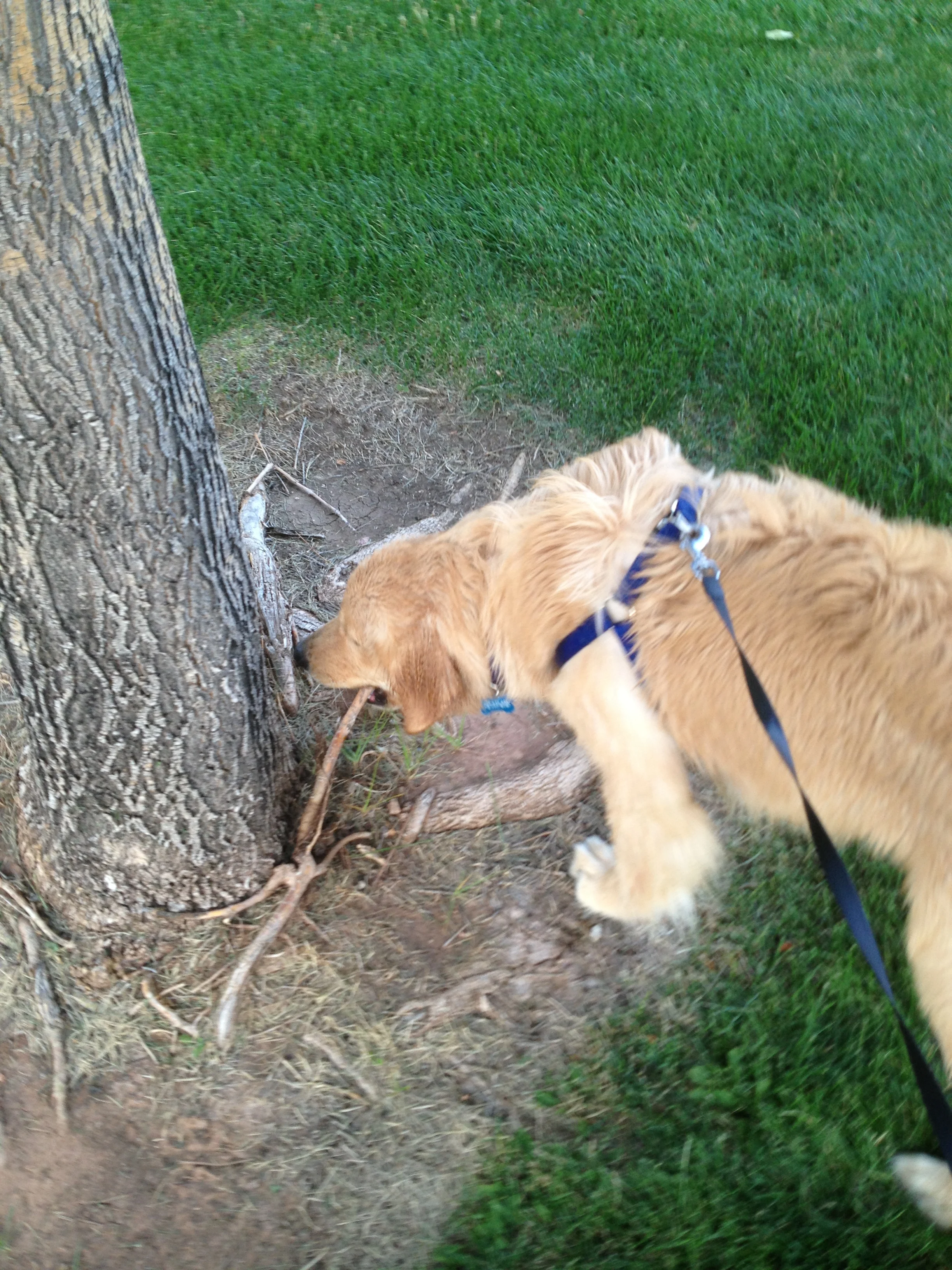 Newton the golden retriever
