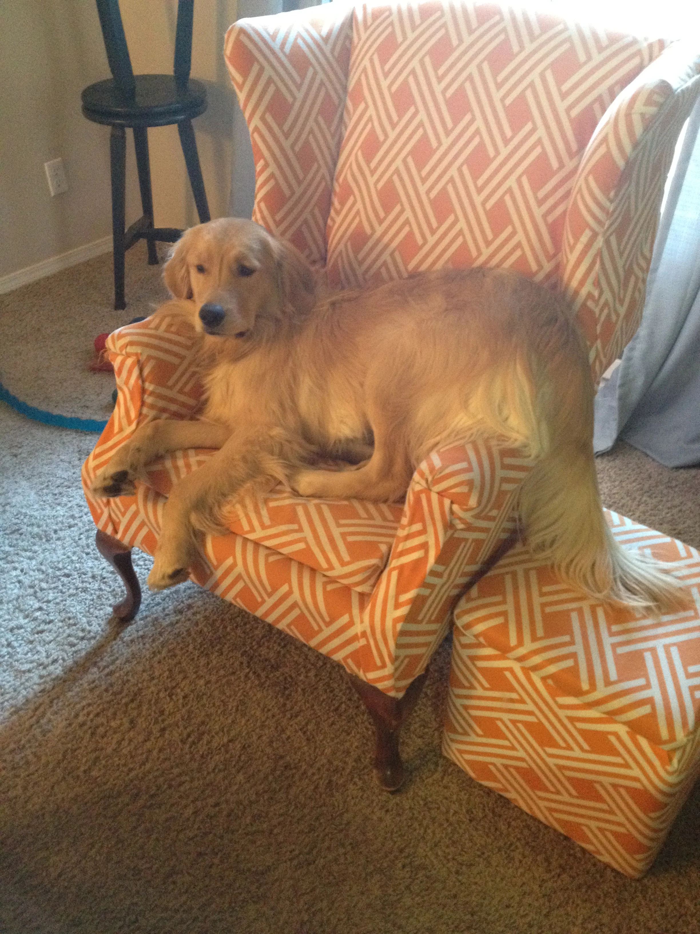 Newton the golden retriever