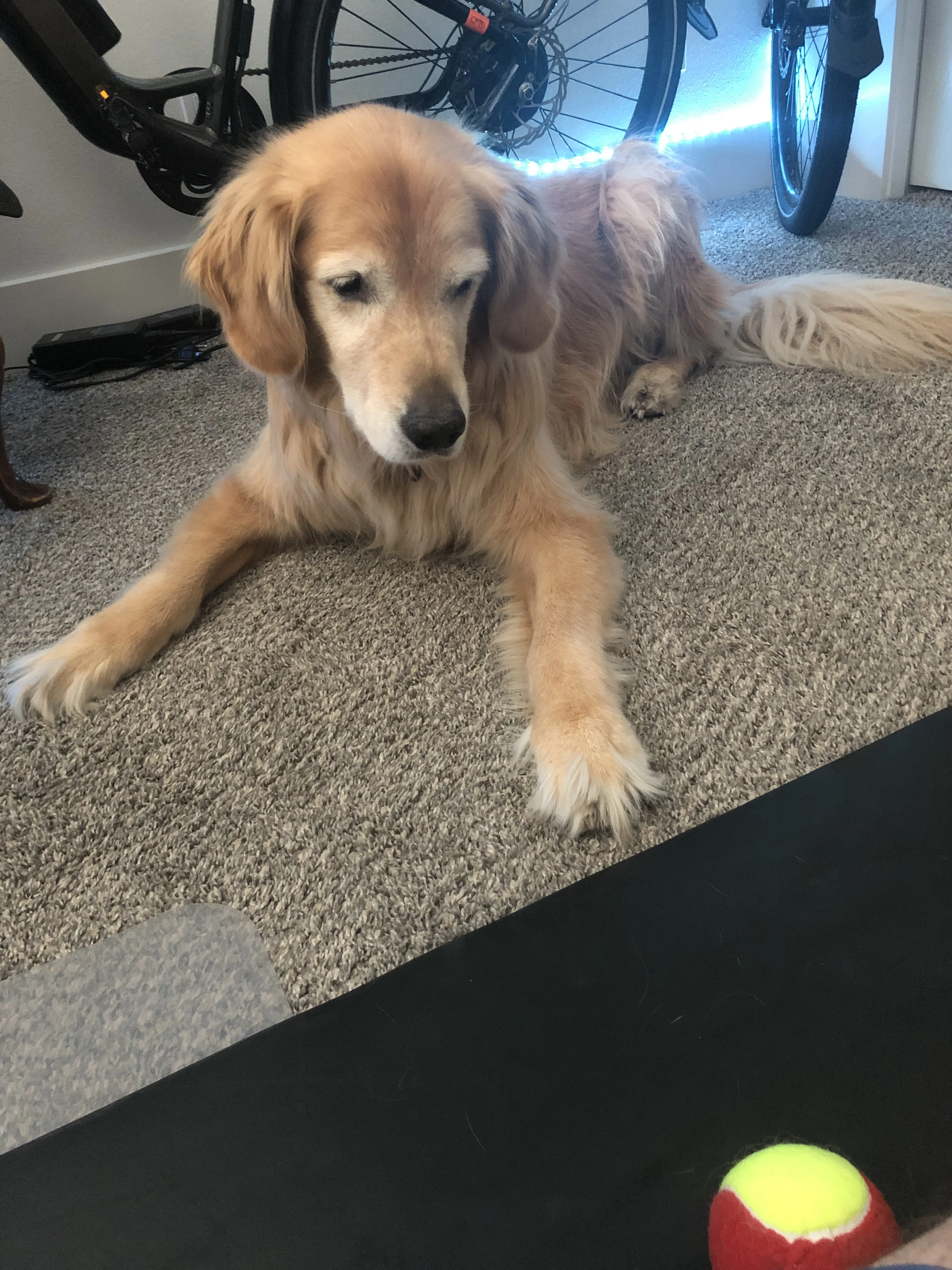 Newton the golden retriever