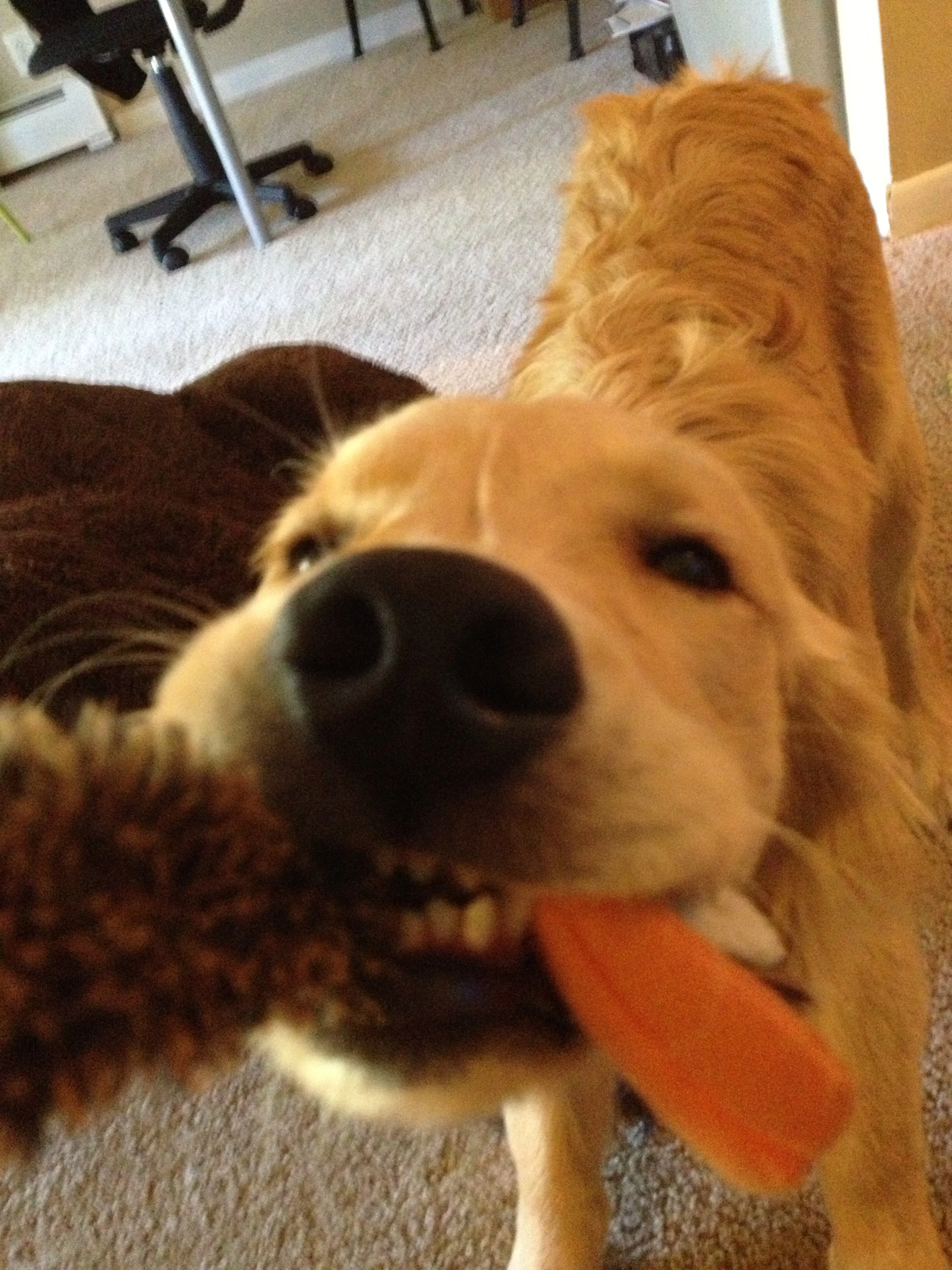 Newton the golden retriever