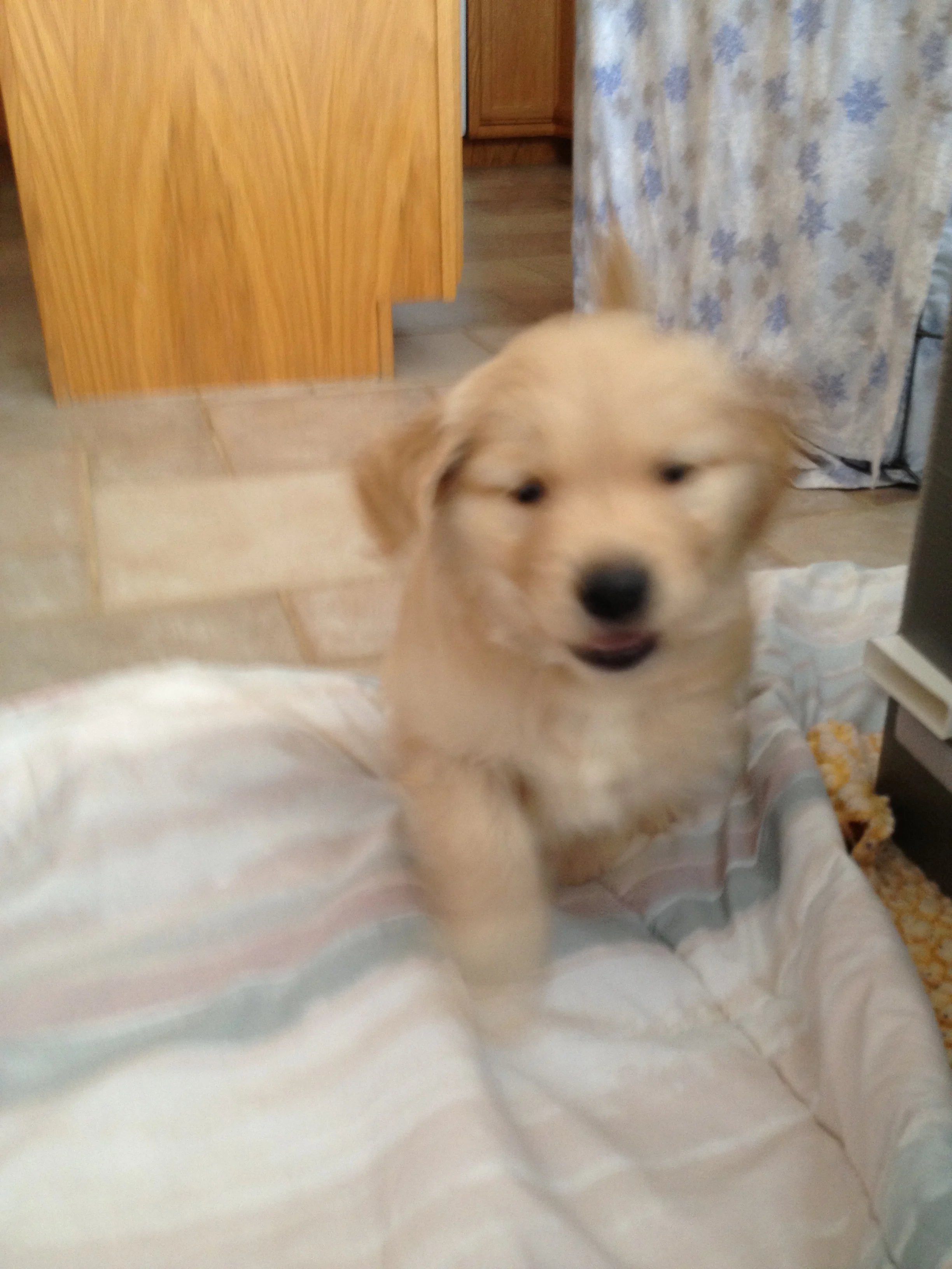 Newton the golden retriever