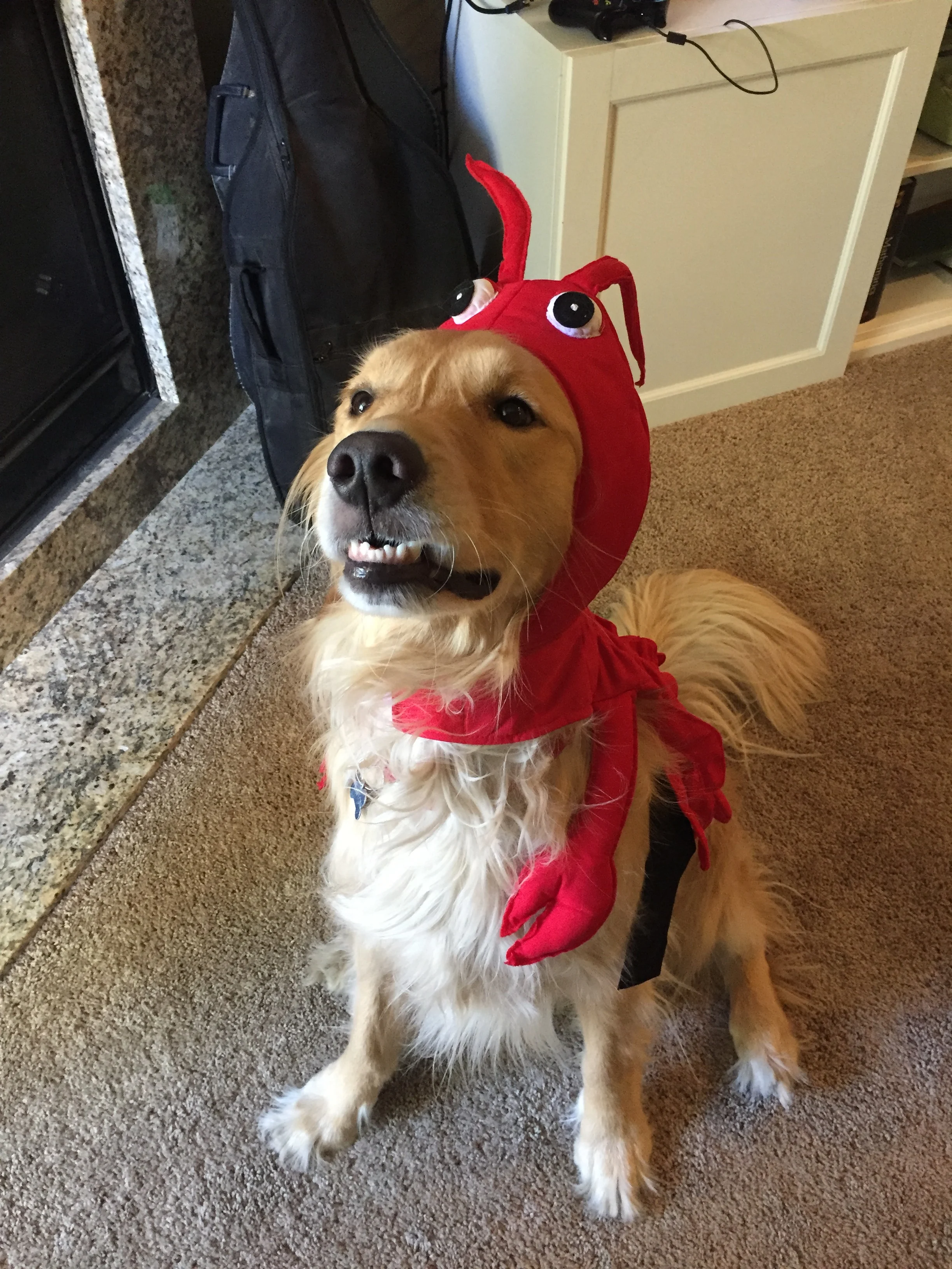 Newton the golden retriever
