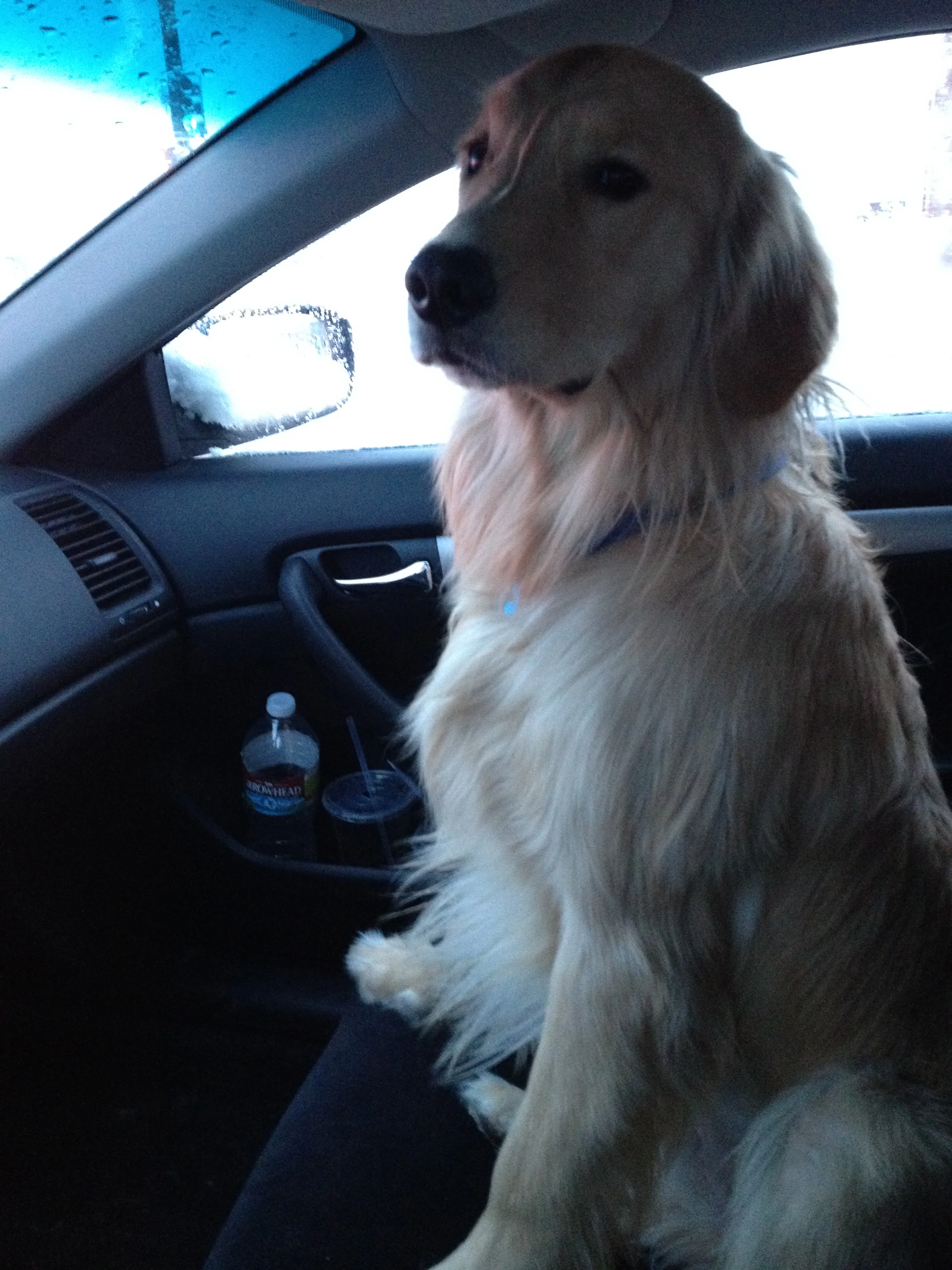 Newton the golden retriever