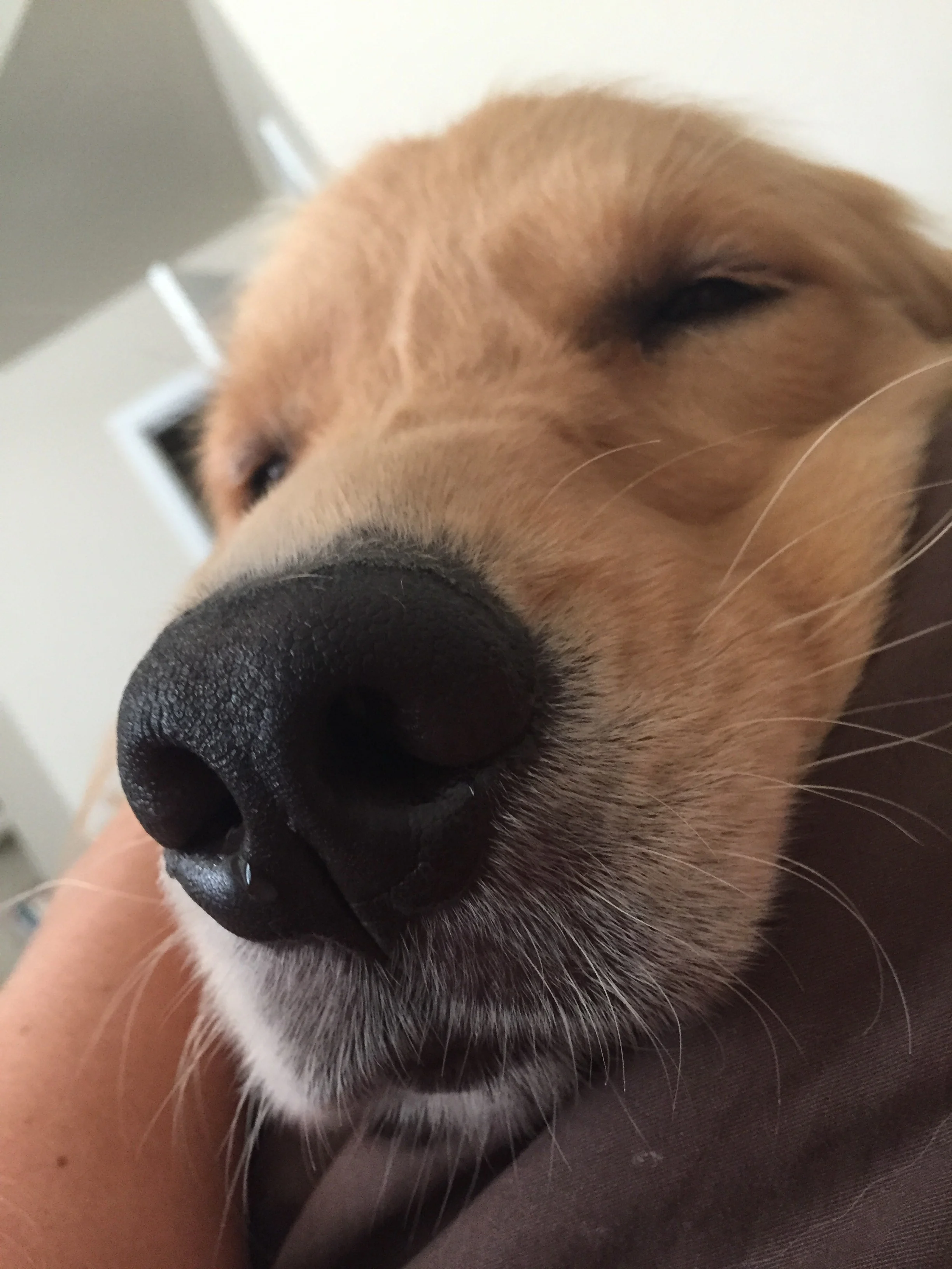 Newton the golden retriever