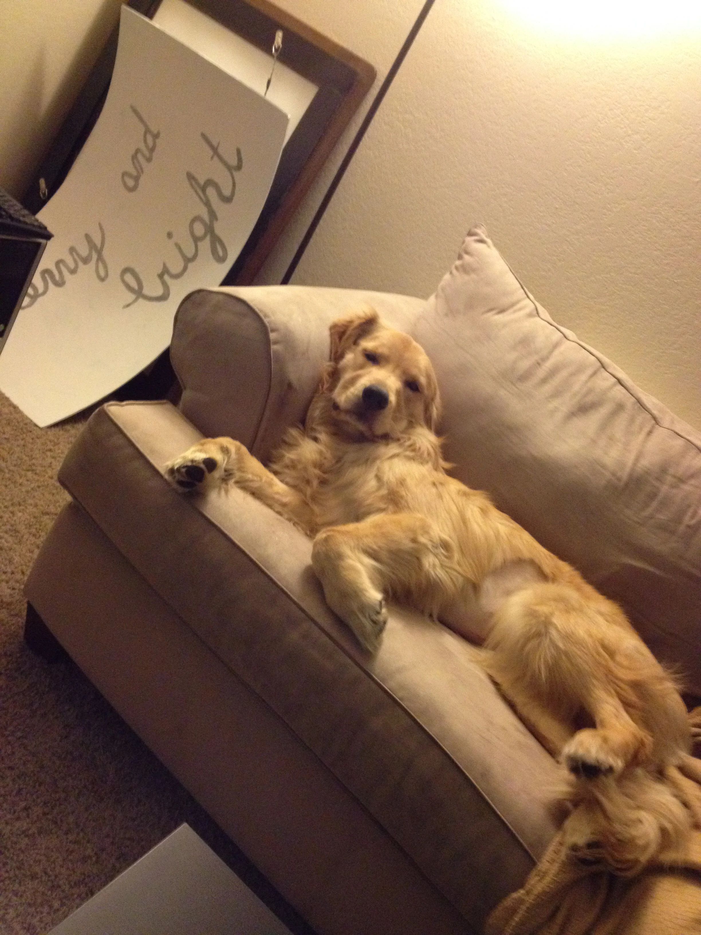 Newton the golden retriever