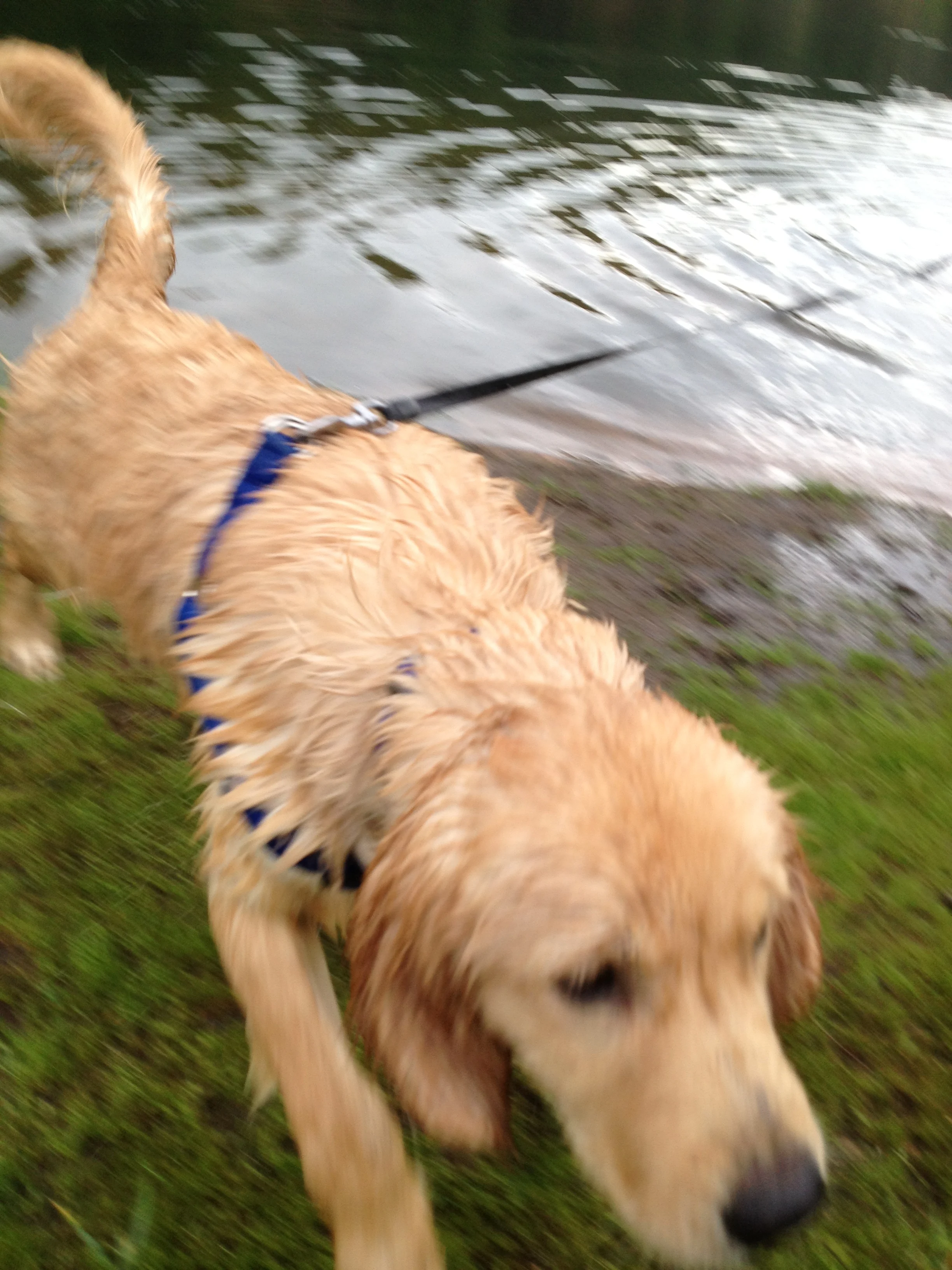 Newton the golden retriever