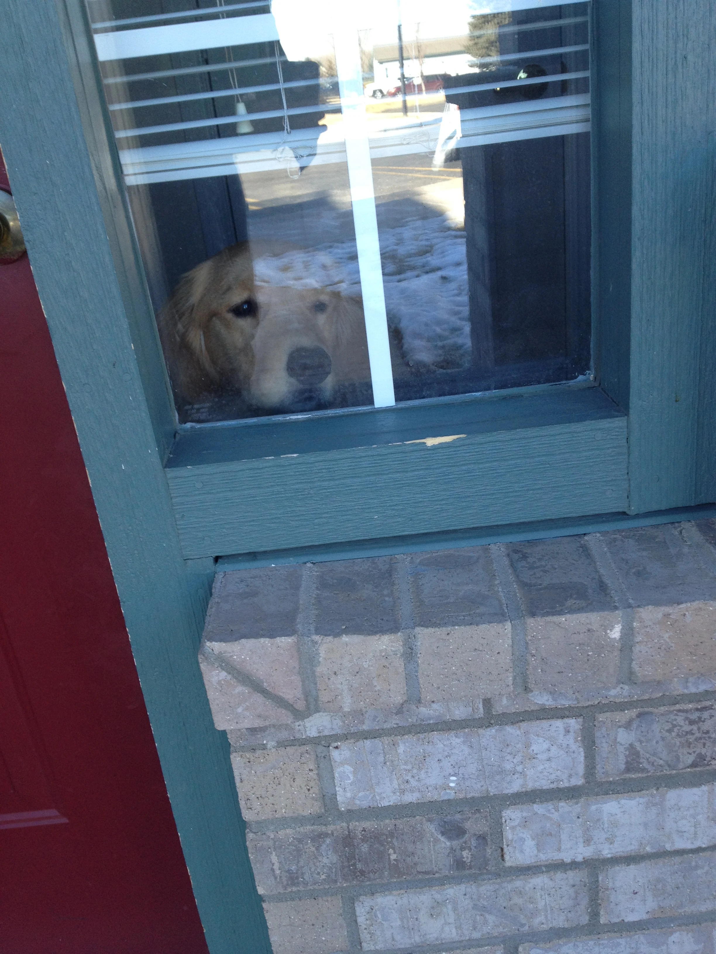 Newton the golden retriever