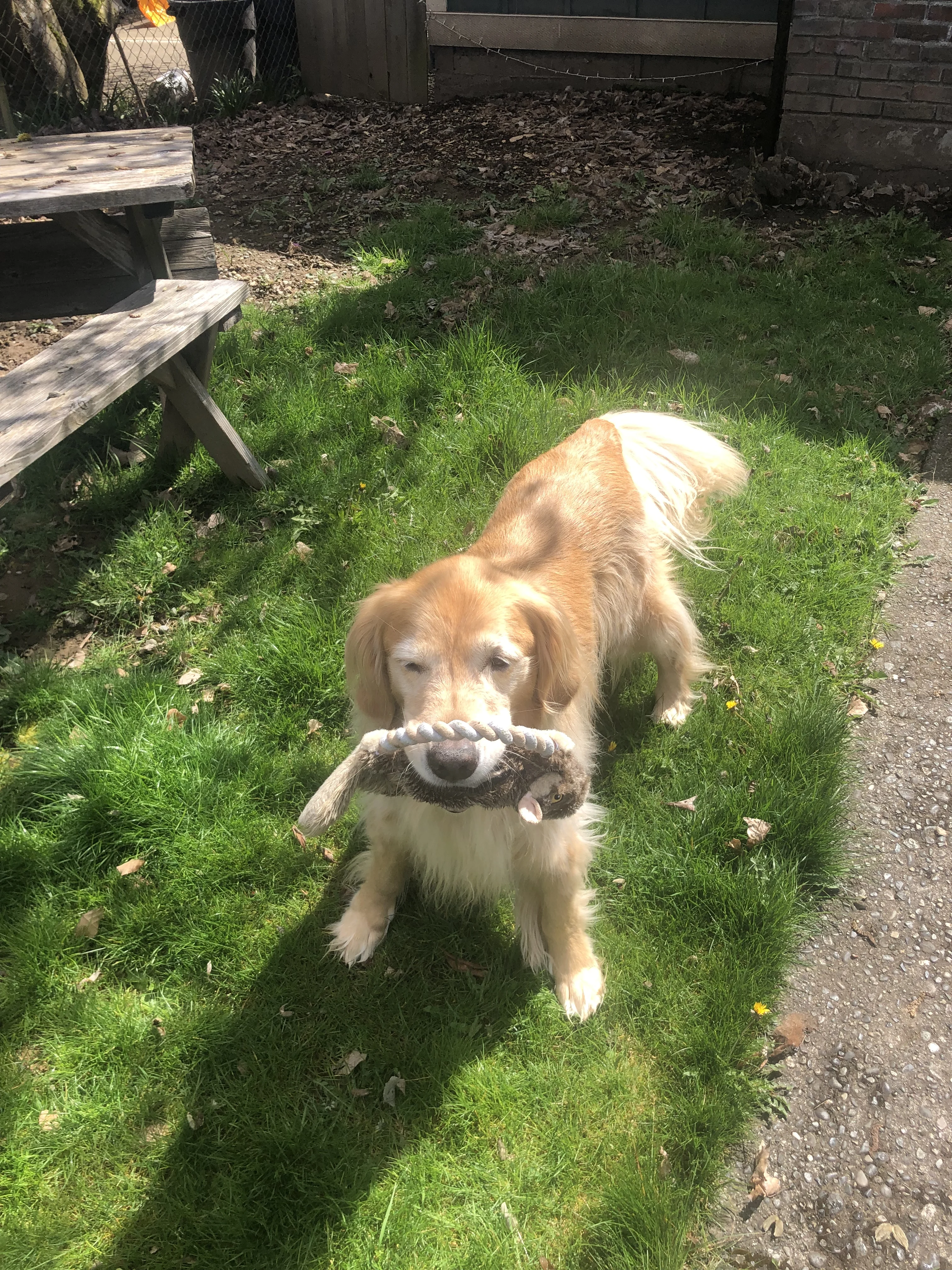 Newton the golden retriever
