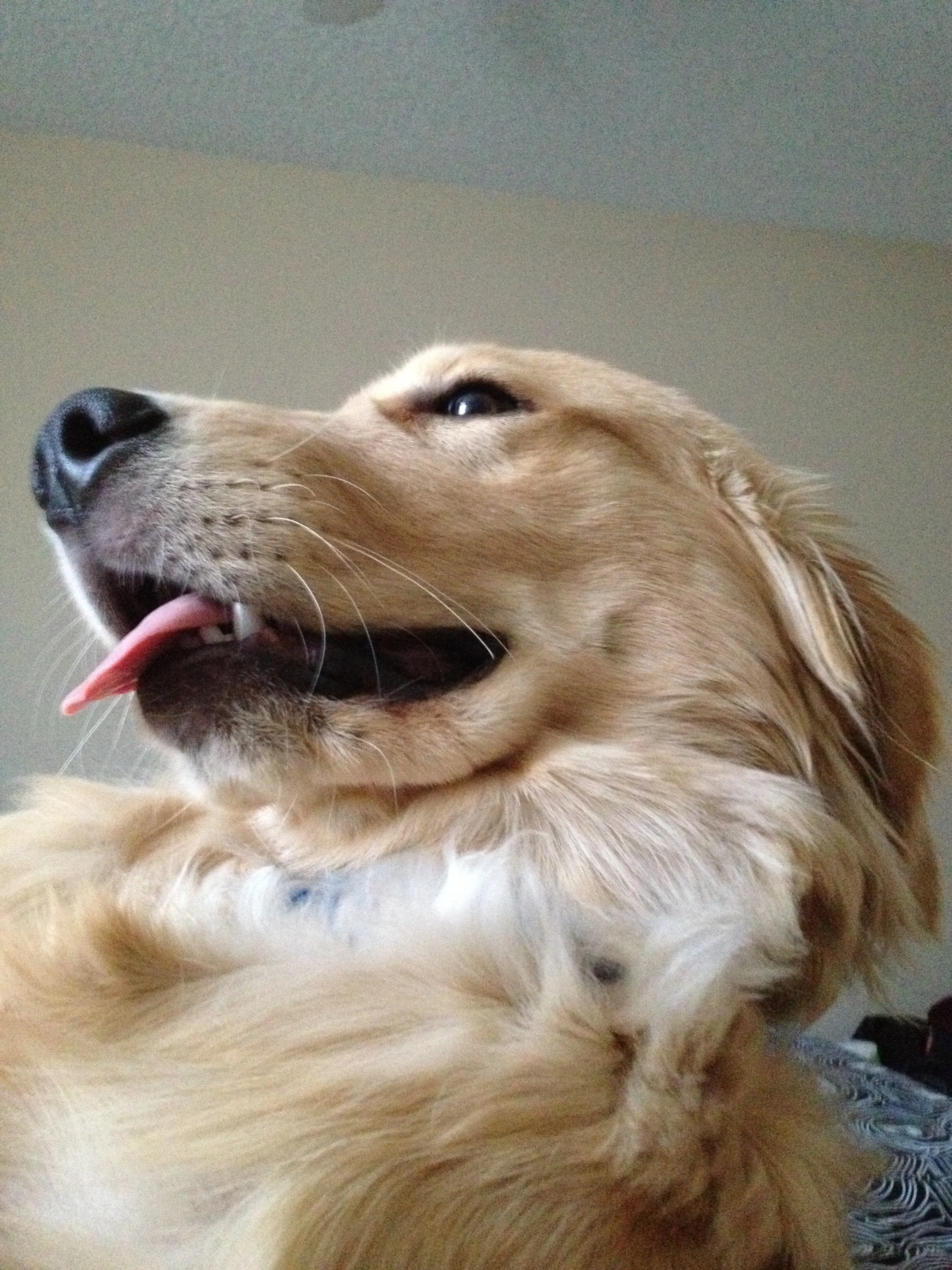 Newton the golden retriever