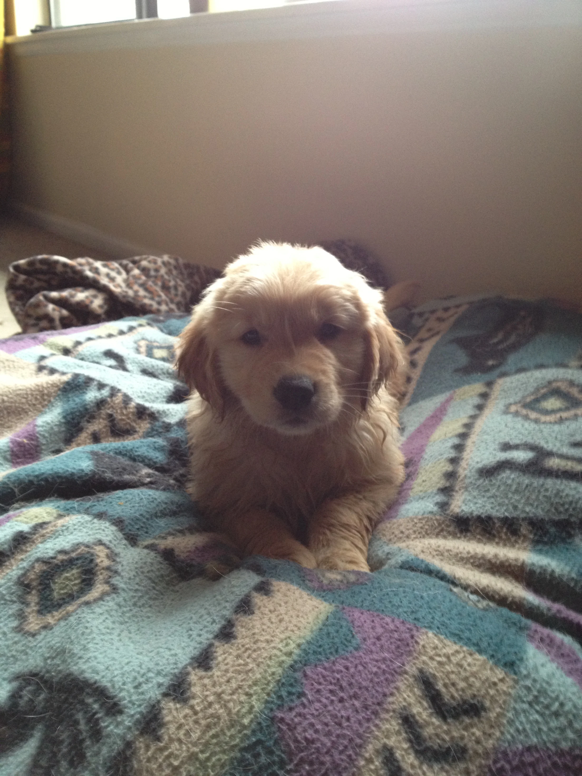 Newton the golden retriever